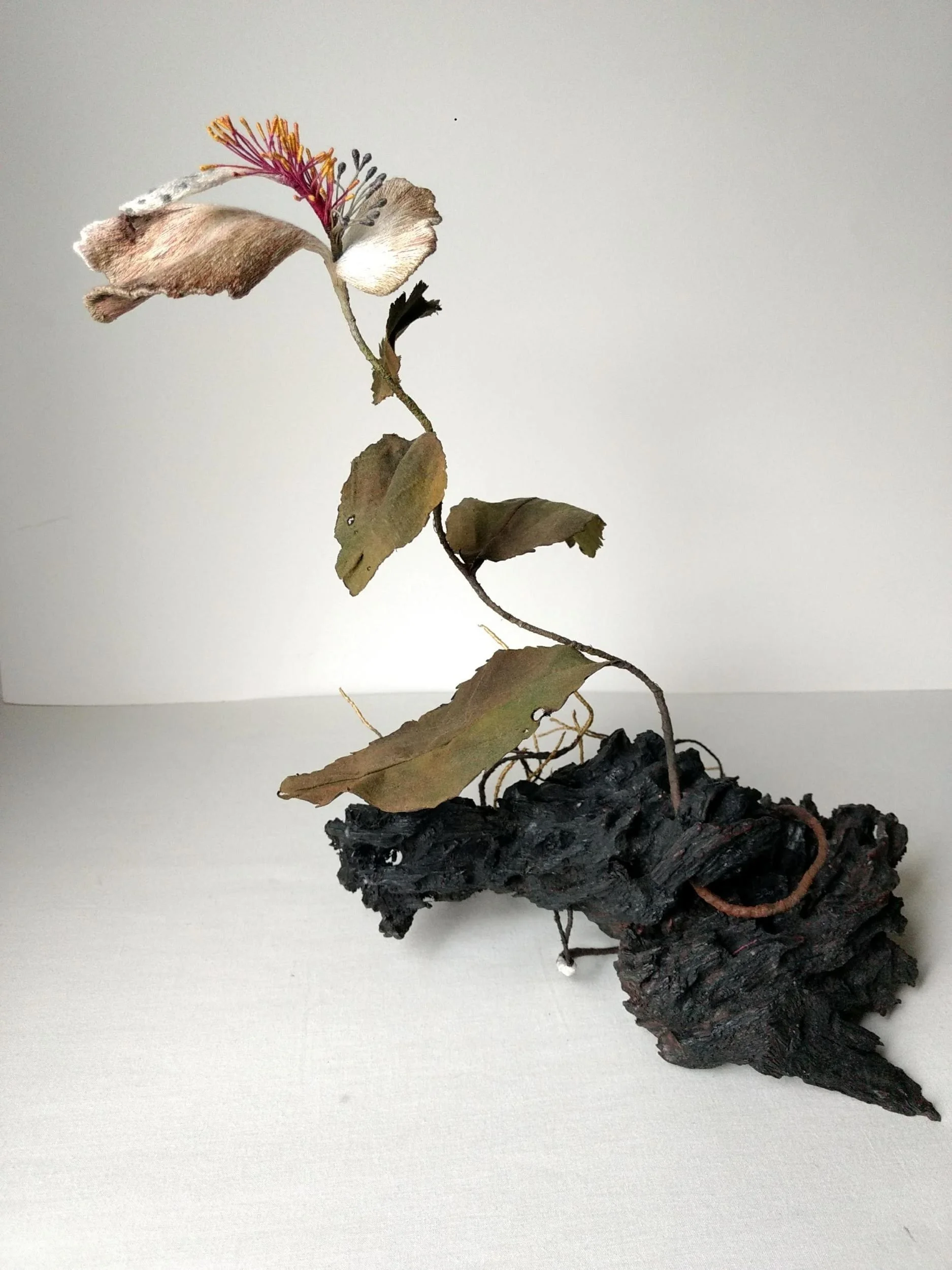 A dried, wilted flower with brown leaves and a pinkish flower head, attached to a twisted piece of black, textured driftwood or bark, set against a plain white background.