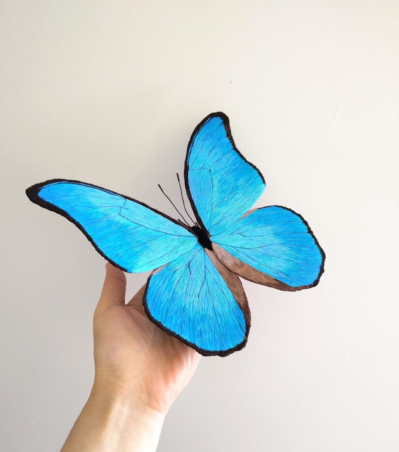 Blue Morpho didius