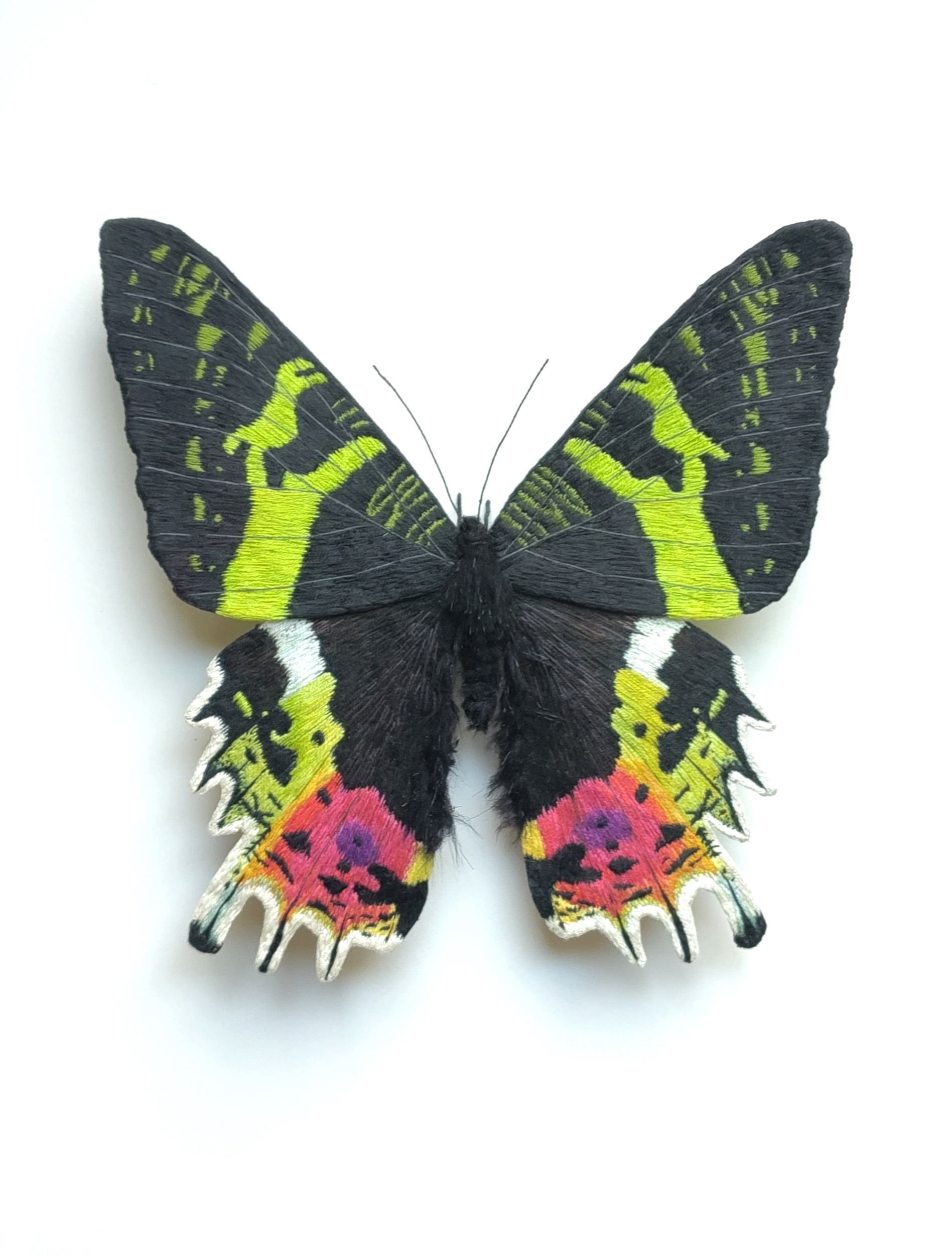 moth5.jpg