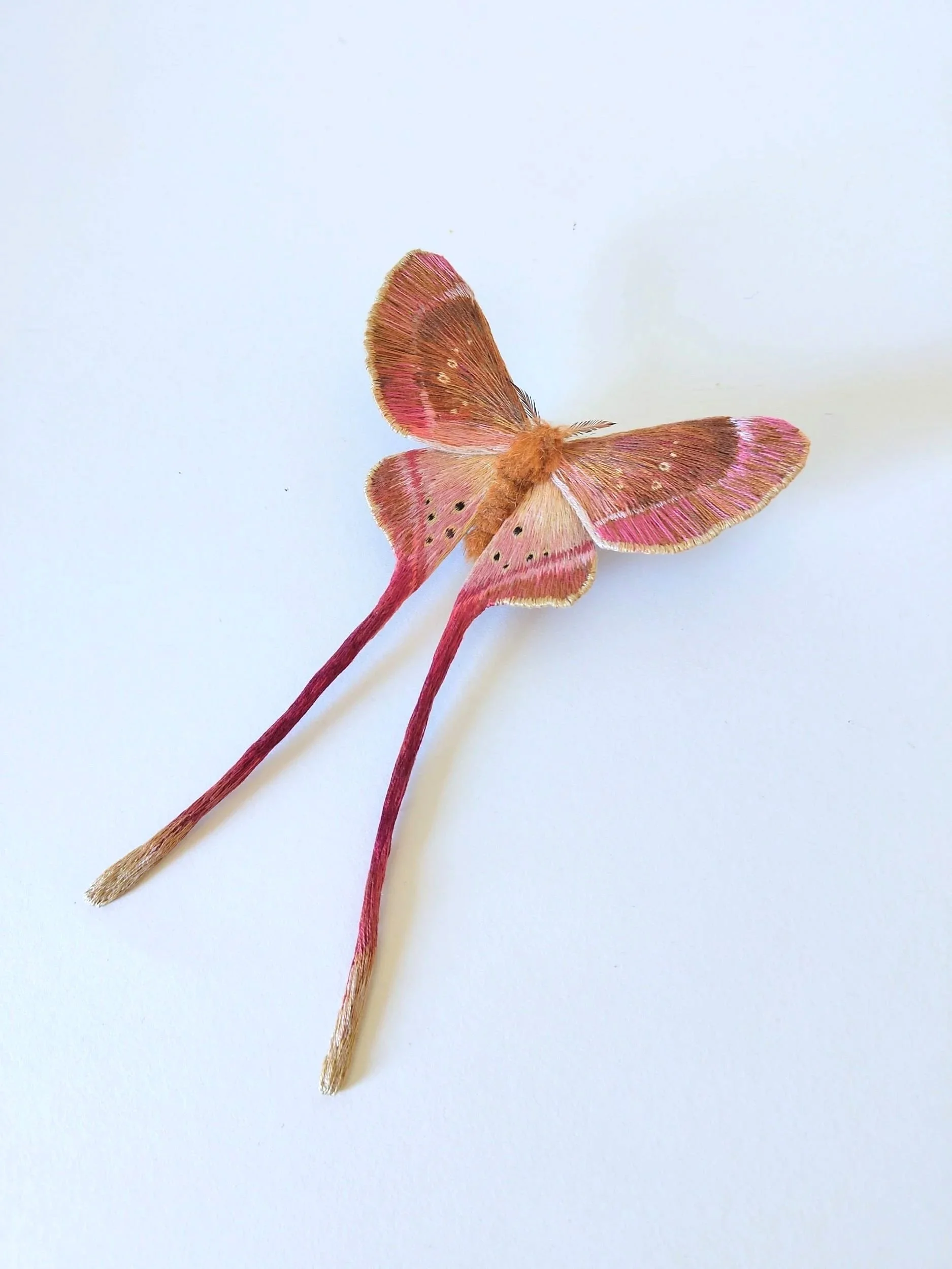 moth+14-2.jpg