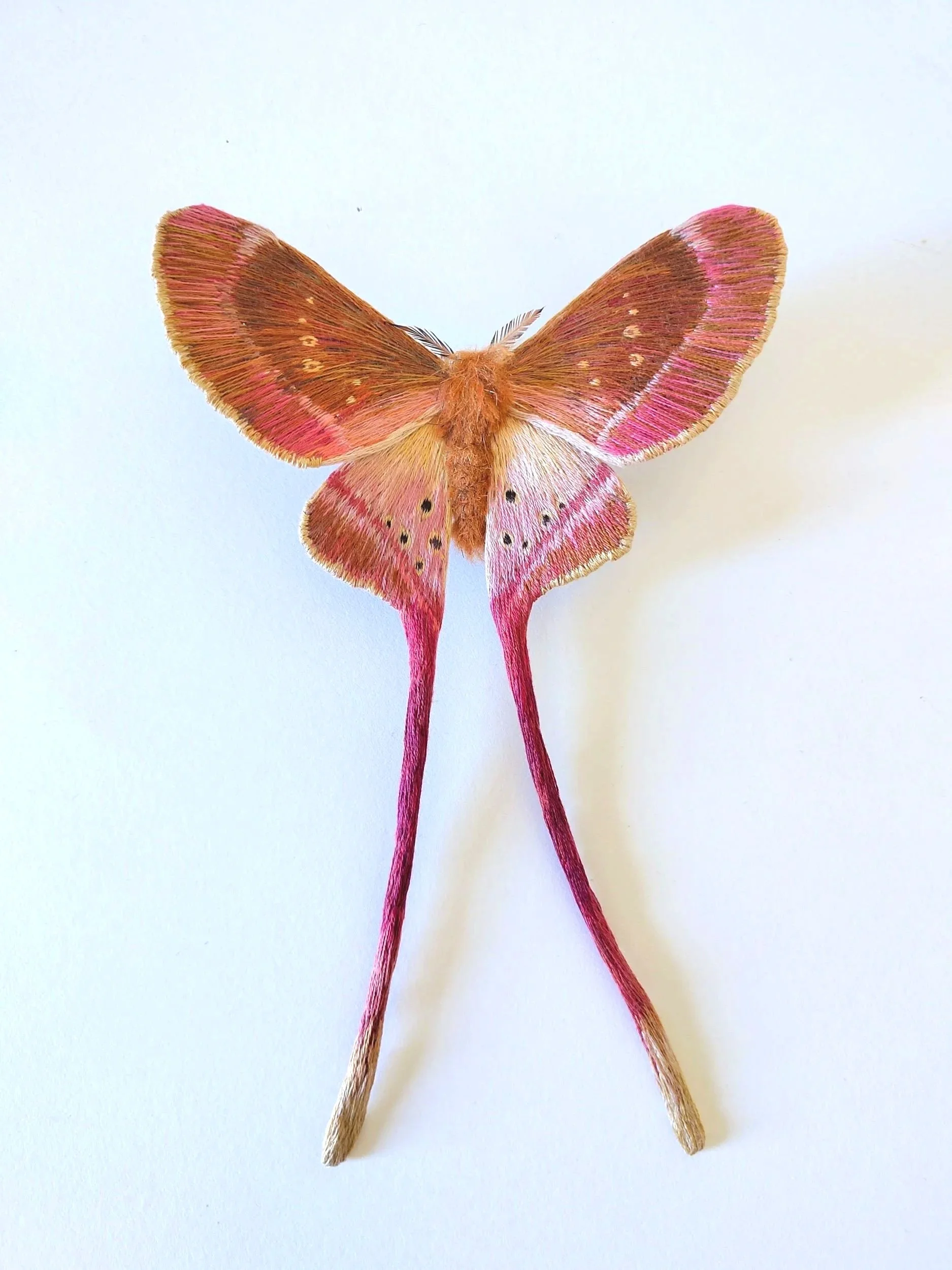 moth+14-1.jpg