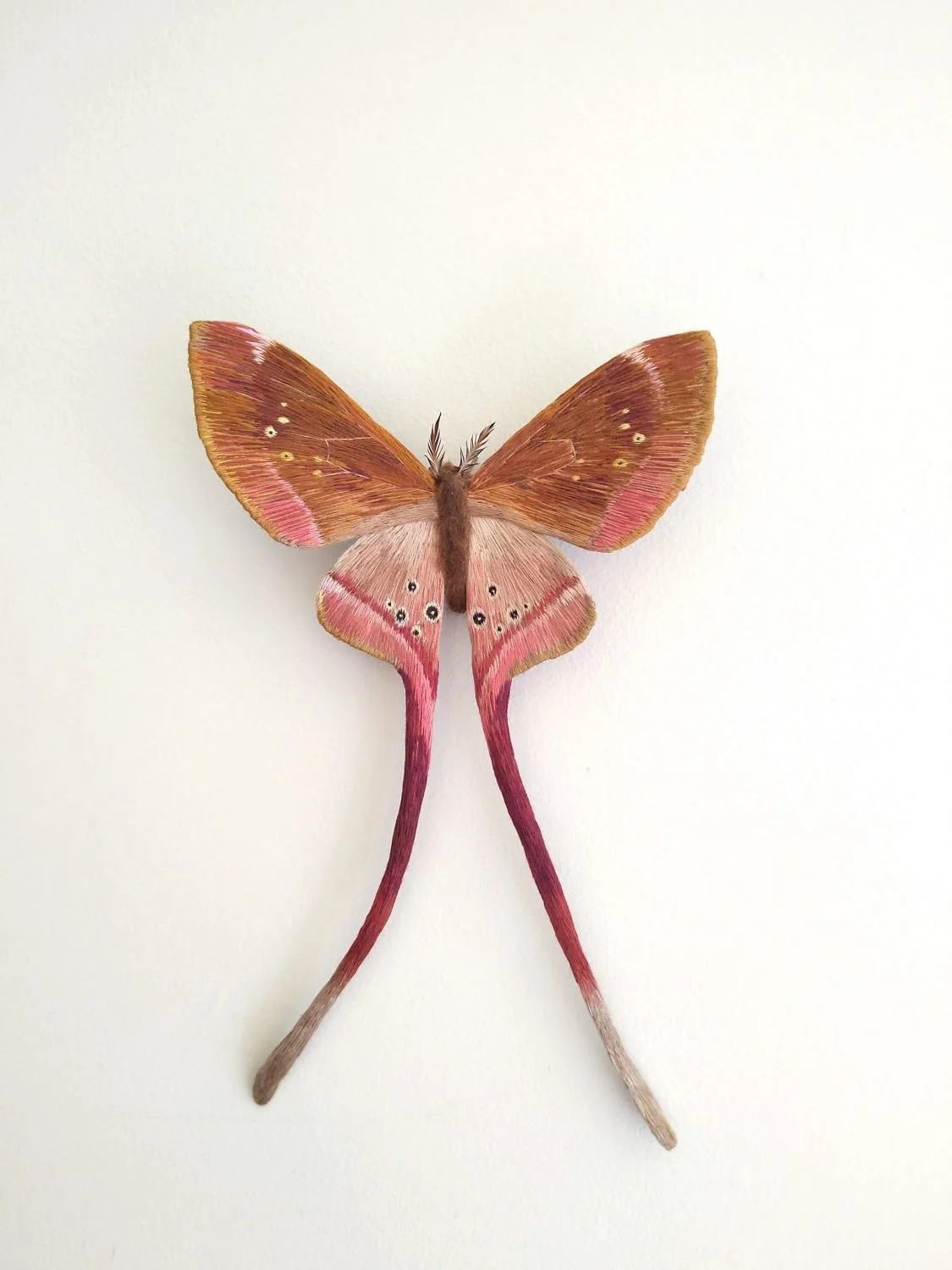 Eudaemonia brachyura moth