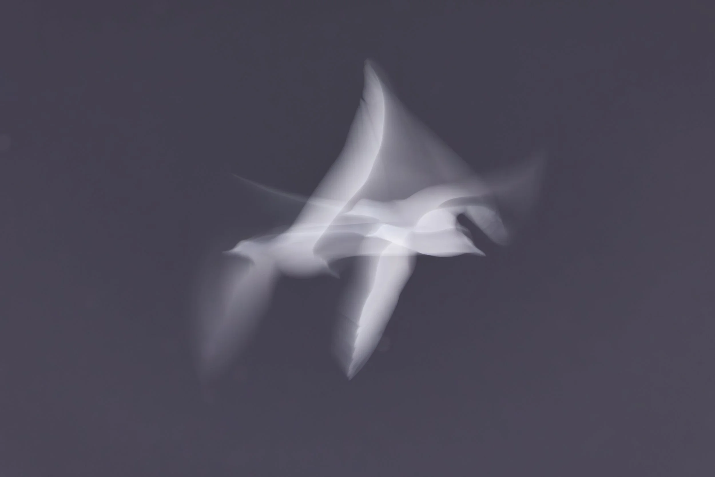 Flight-19.jpg