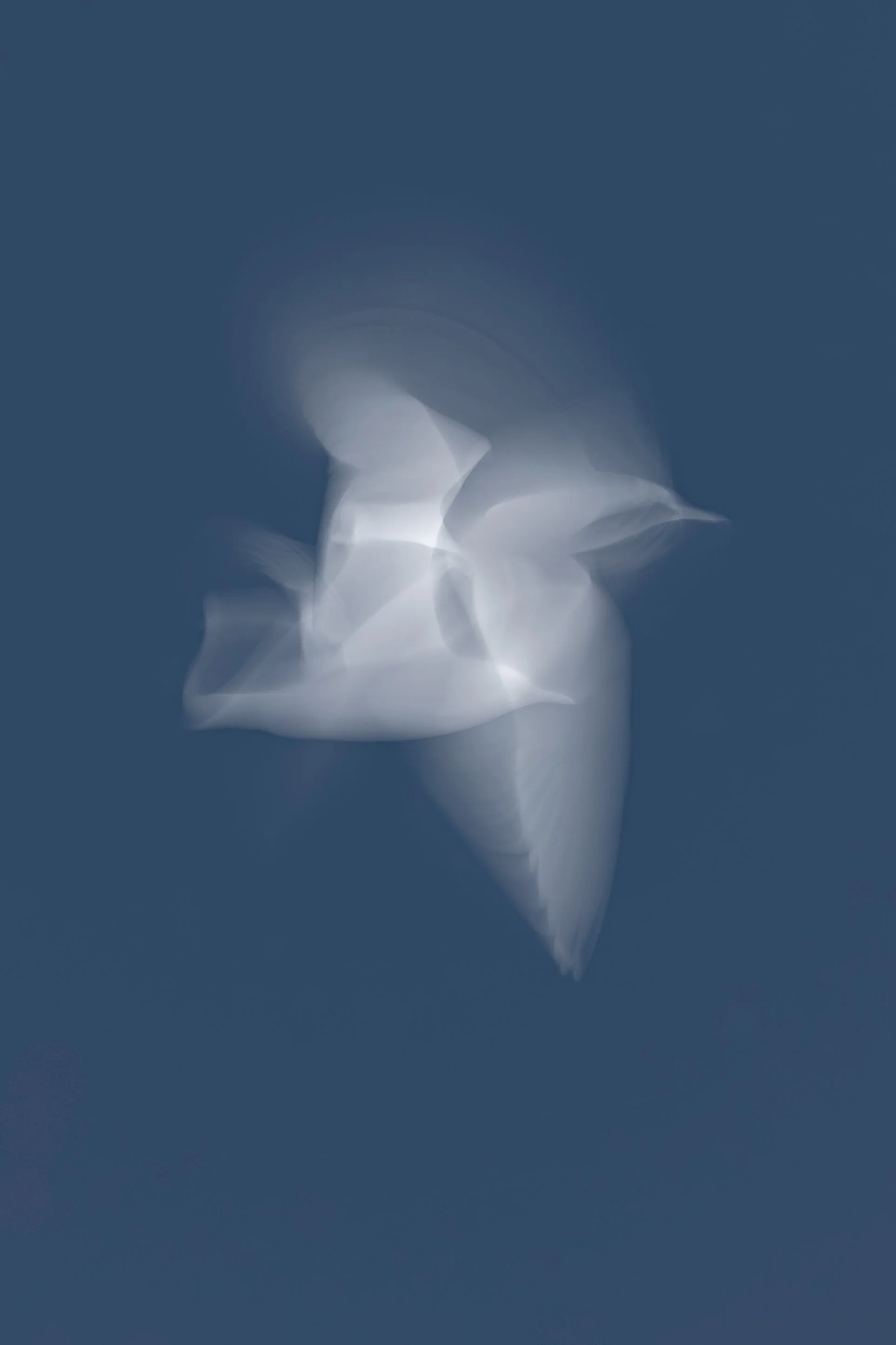 bird1 v2-2.jpg