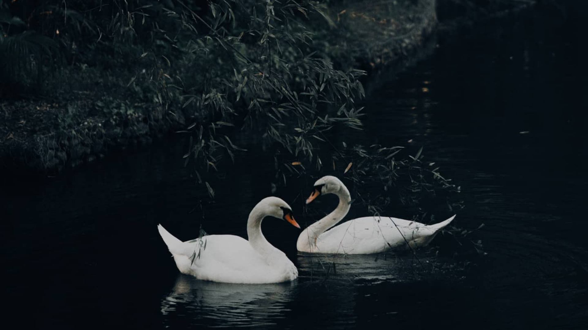 Two white swans swimming in a dark pond near overhanging branches and foliage.