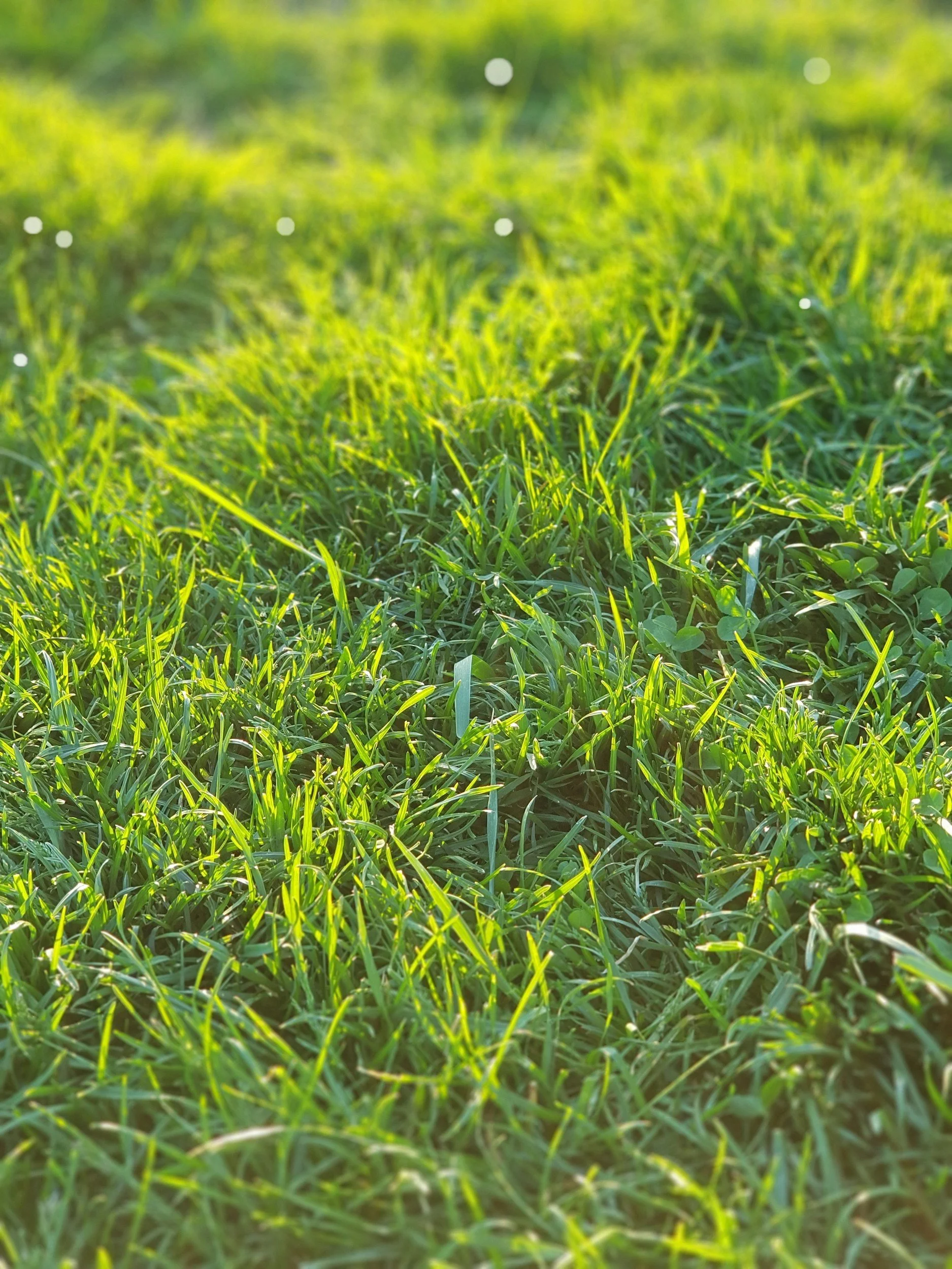 Close-up of green grass blades in sunlight, slightly blurred background.