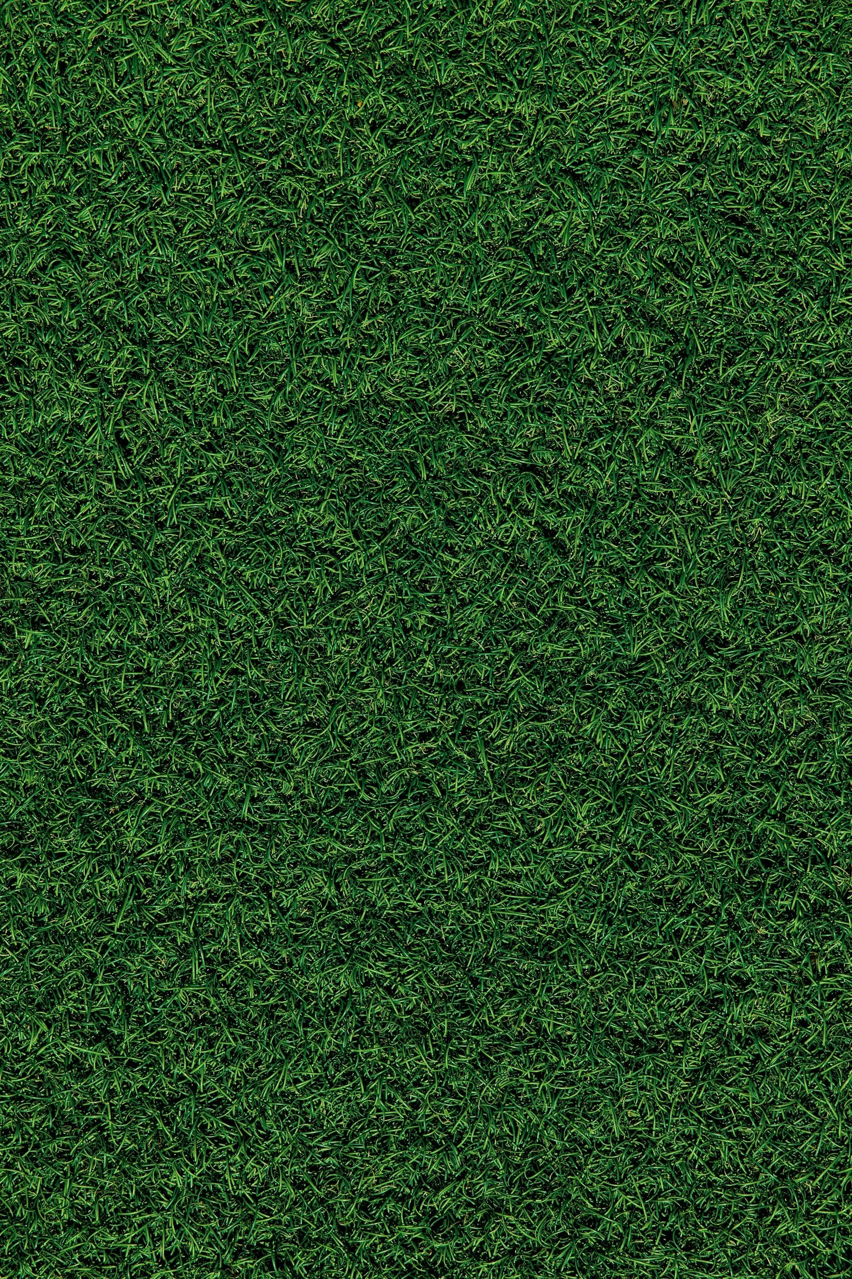 Close-up view of a dense patch of green grass.
