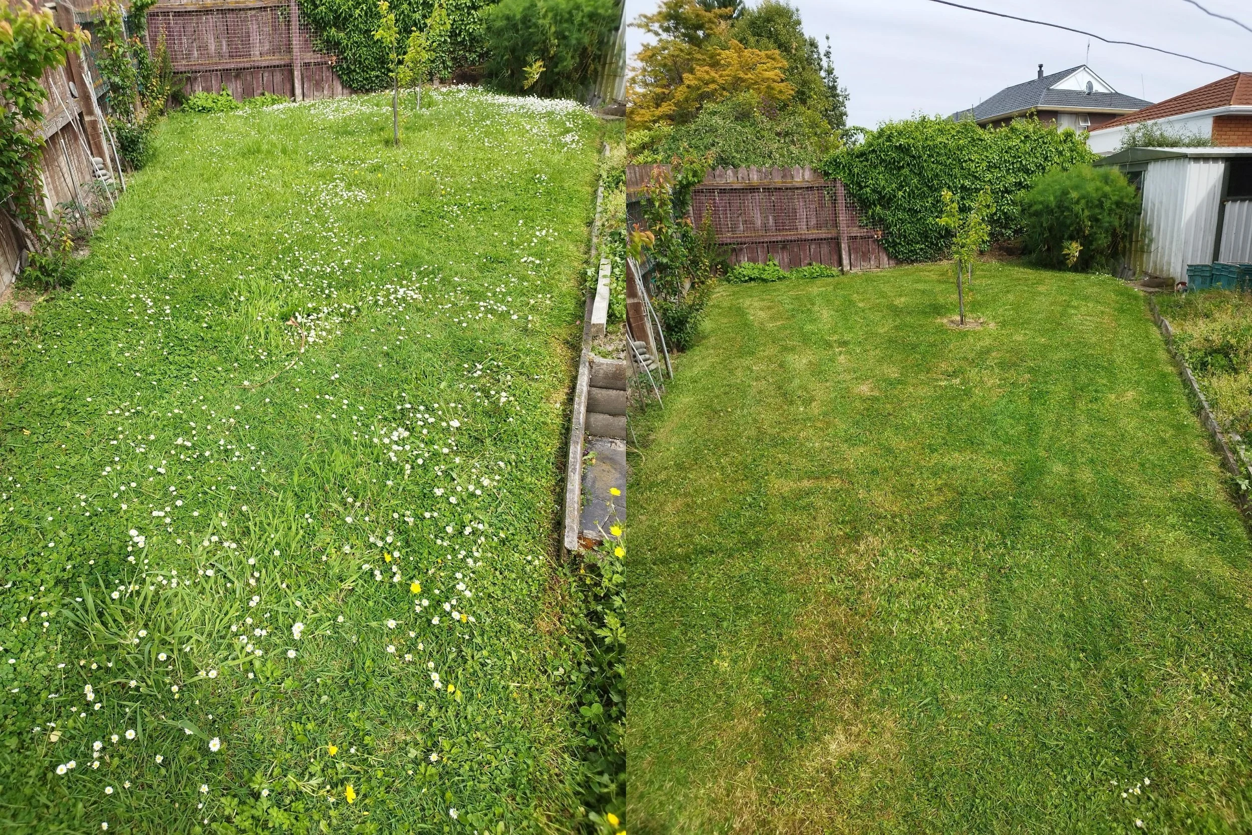 Comparison of a backyard grass area before and after lawn care; left side shows overgrown grass with weeds and small white flowers, right side shows neatly mowed lawn with a small tree.