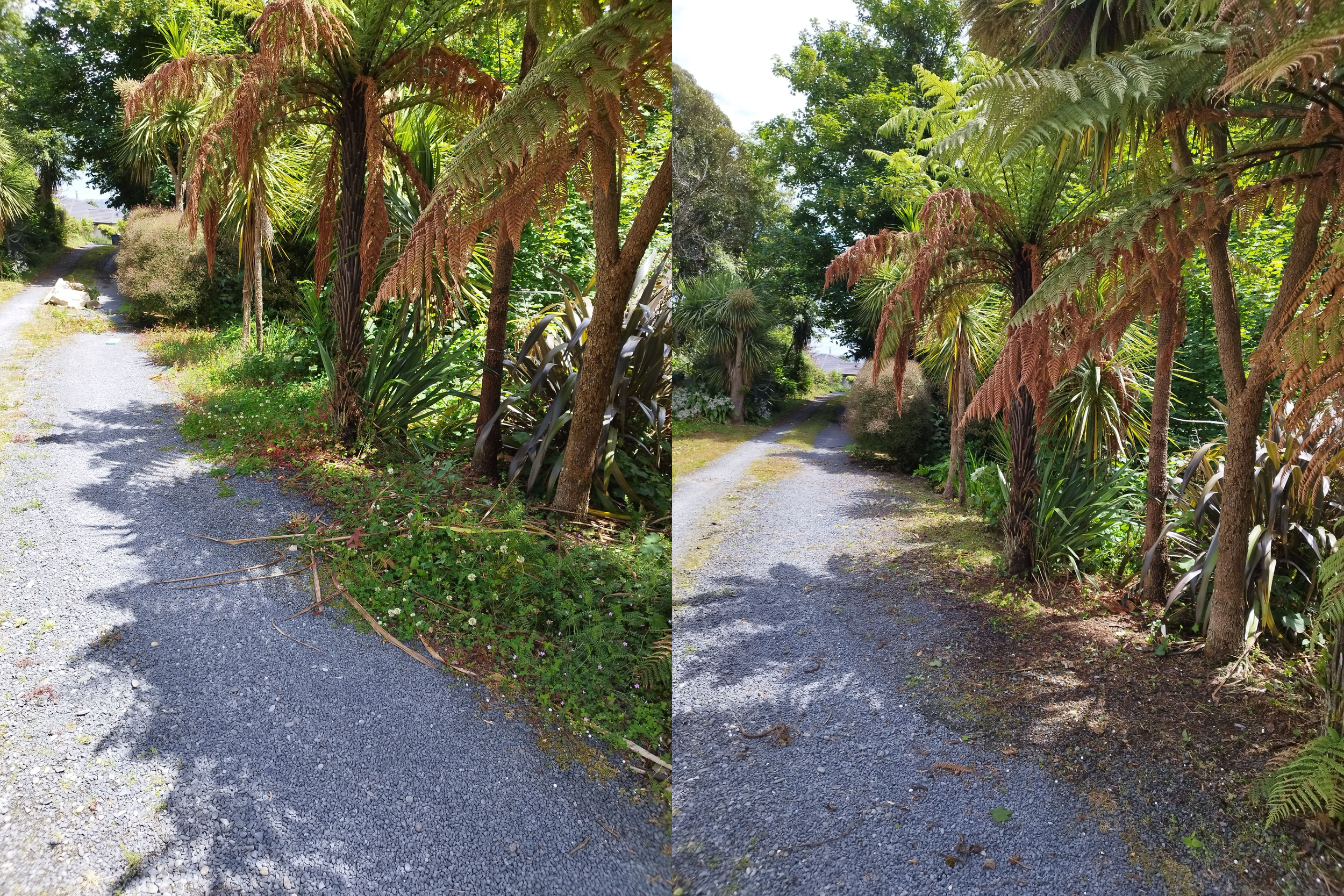 Split image showing a gravel path surrounded by lush green trees and plants, with the left side featuring a taller palm-like tree and a more overgrown area, while the right side has a clearer path with shorter plants and more visible sunlight.