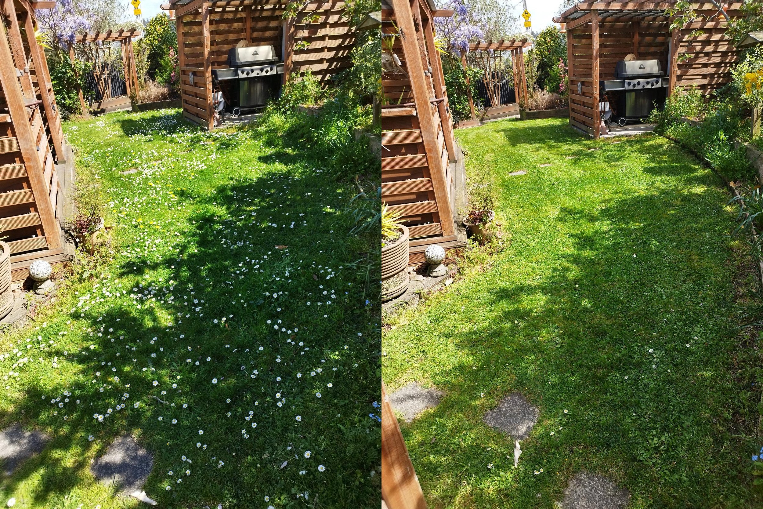 Comparison of a backyard garden before and after mowing. The left side shows tall grass with white flowers and shadows, while the right side shows neatly mowed grass with minimal flowers.