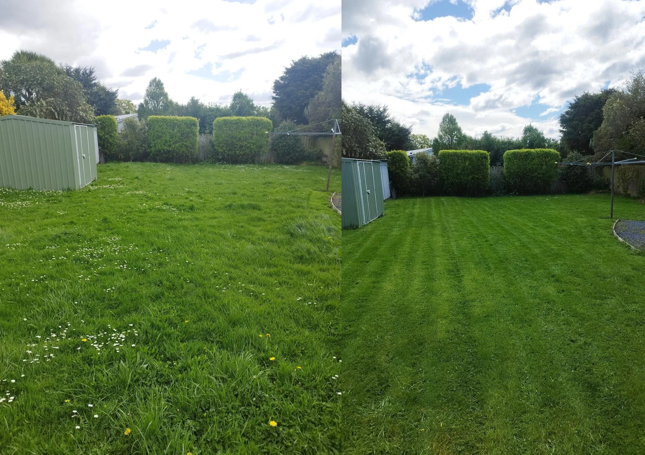 Split image showing a backyard before and after lawn care. Left side has overgrown grass with weeds and bare patches; right side has a well-maintained, evenly mowed green lawn.