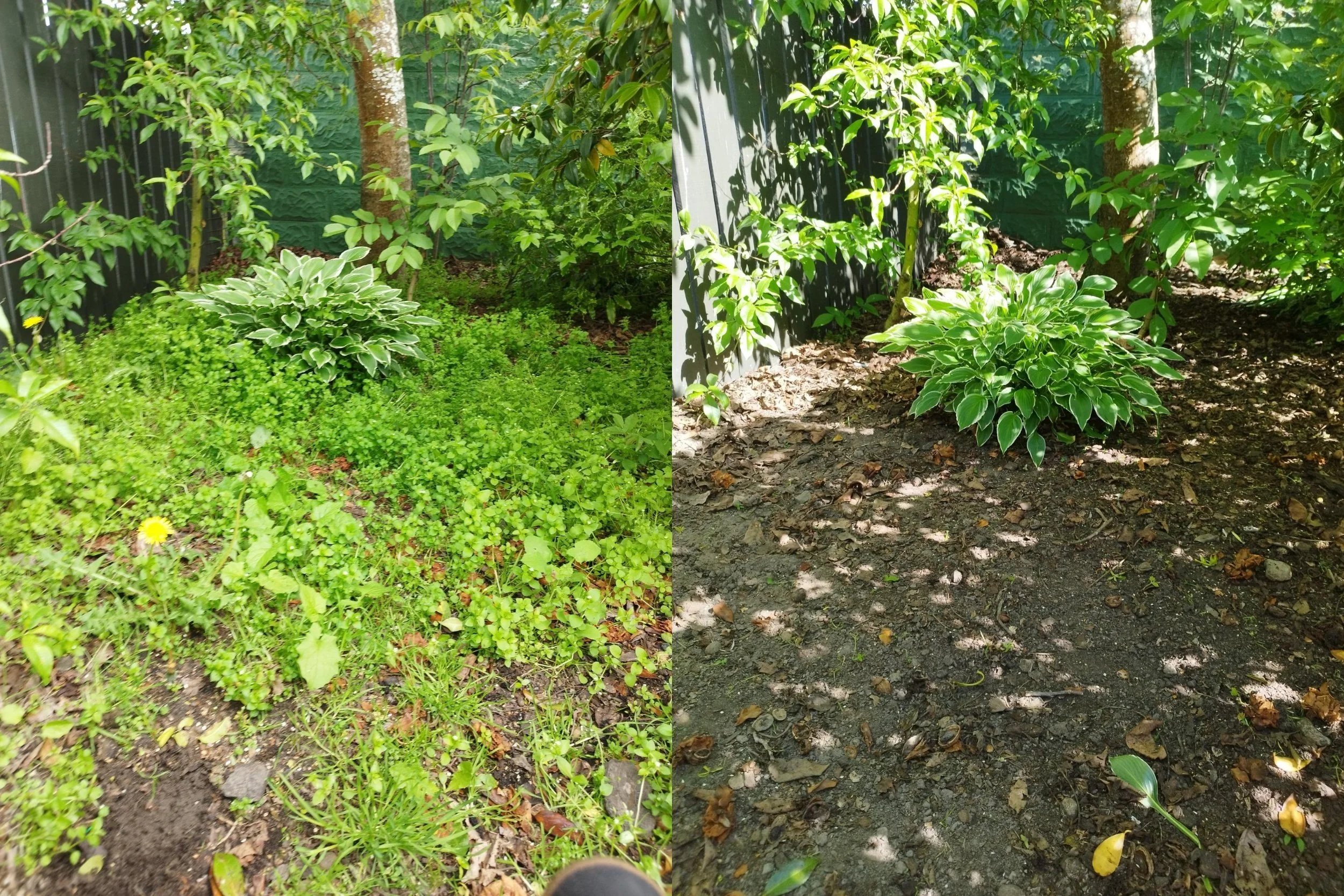 Split screen image showing two different yard sections. The left side has lush green plants, small ground cover, and a black fence with tree trunks. The right side has a single green leafy bush, shade from nearby leaves, and bare soil with scattered 