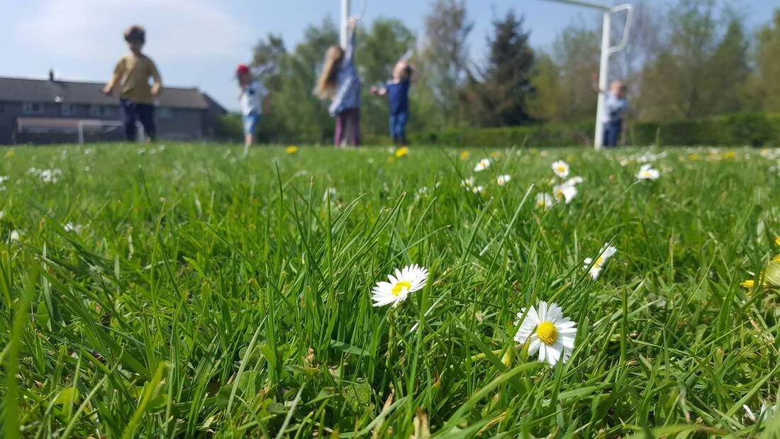 Close-up view of a grassy field with small white daisies in foreground and children playing in the background near a basketball hoop on a sunny day.