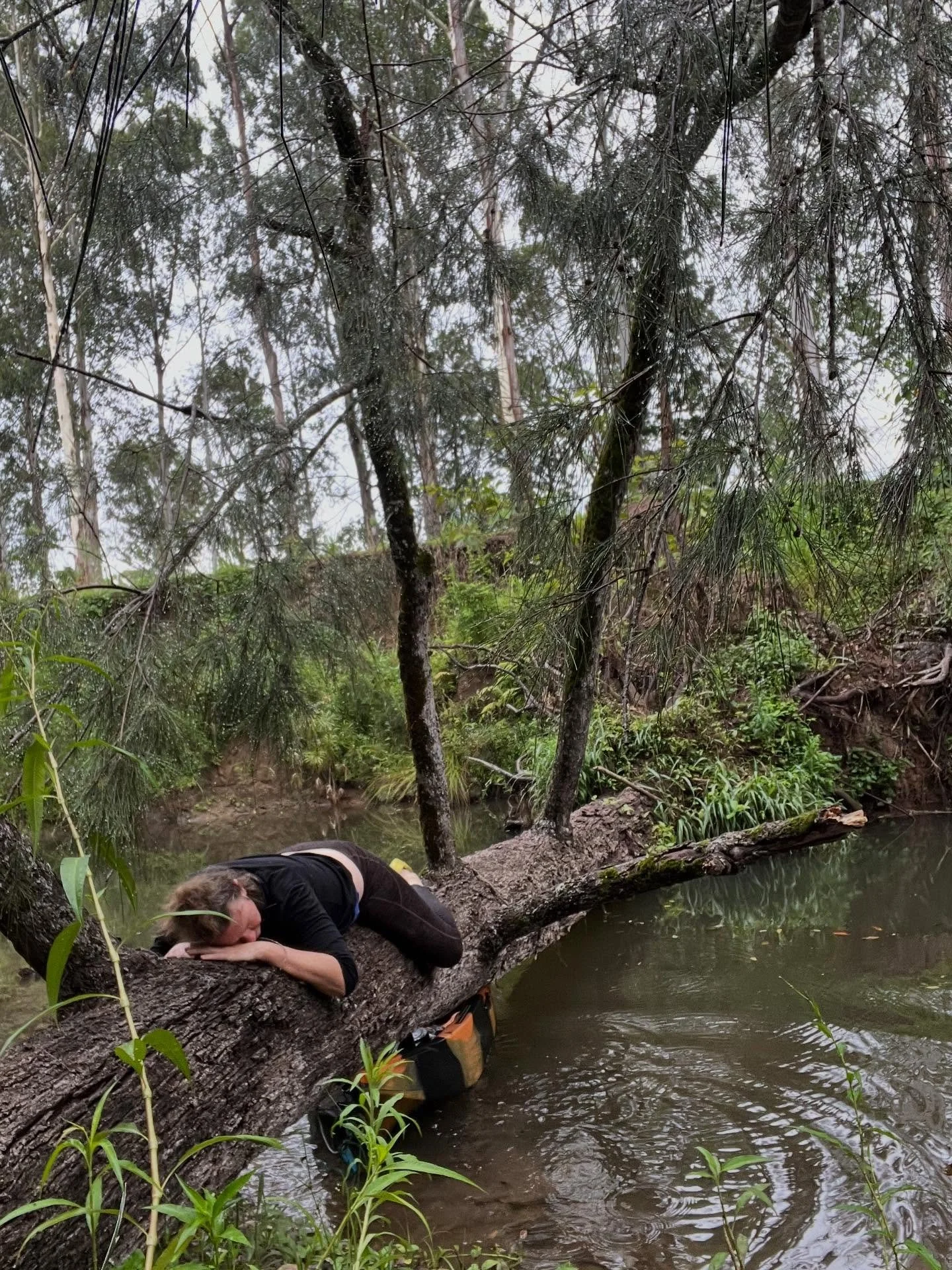 A sweet breath , a gentle  Pause , bird song , the crackle of the fire , the ripples of the platypus and the songs of a running creek are calling you 🌹the longest day is arriving lets dive into Deep Presence together.

 🌹THE PORTAL IS CLOSING tonig