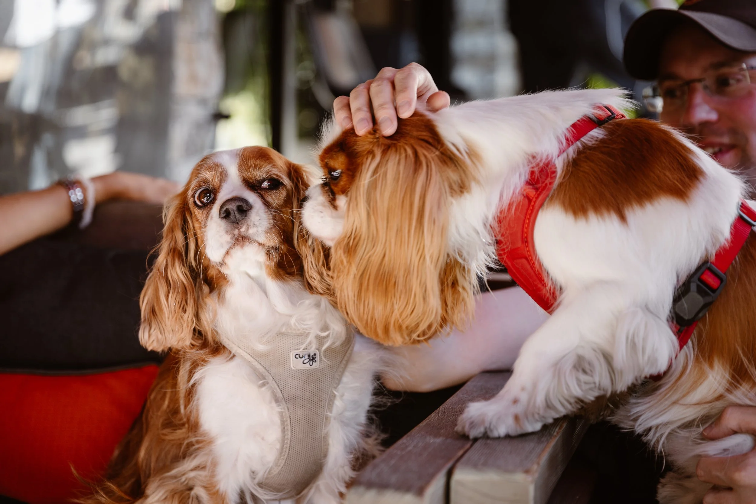 Cavalier-Zermatt-wildsoulsunited-2.jpg