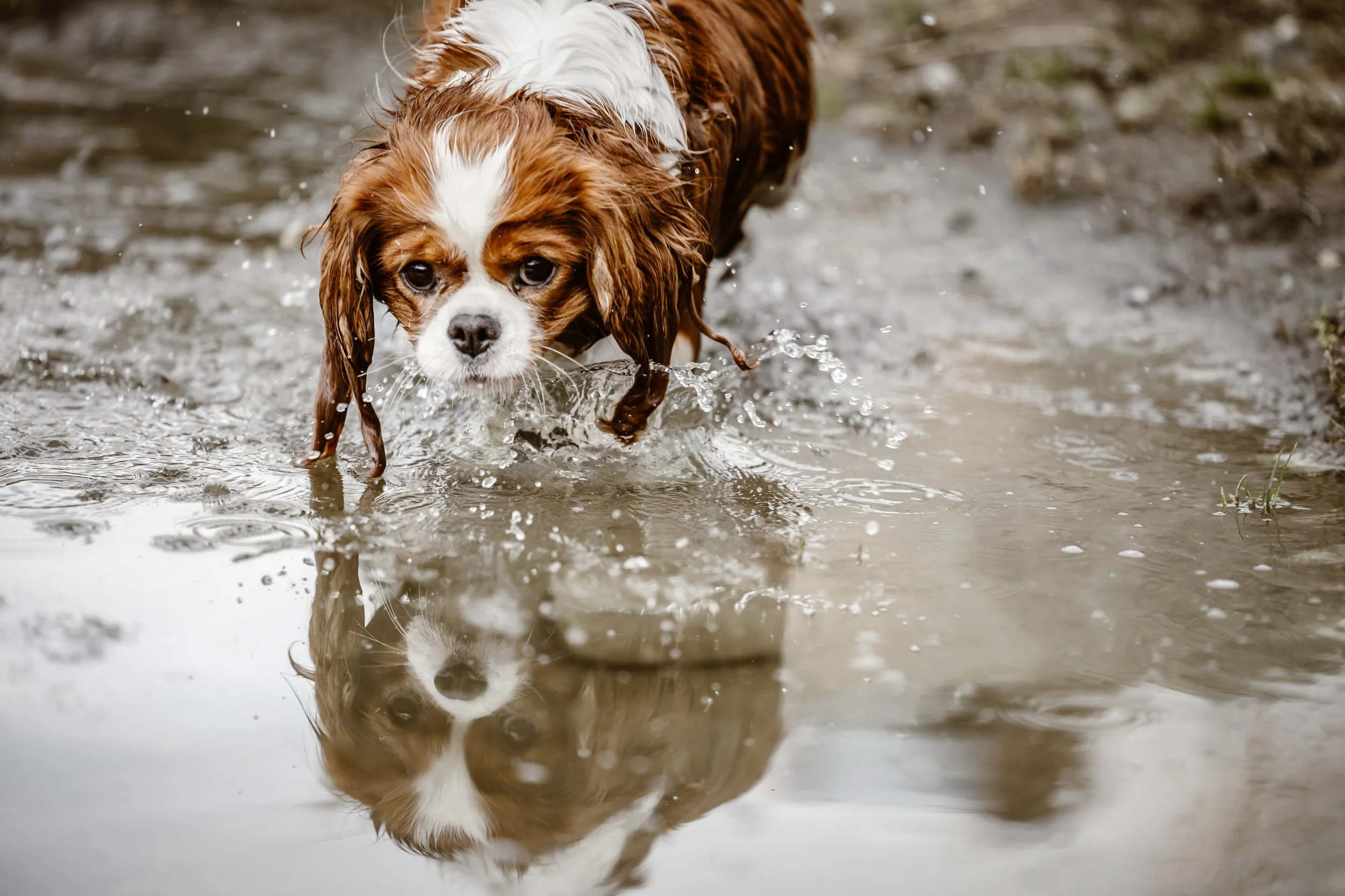 Cavalier-Zermatt-wildsoulsunited-115.jpg