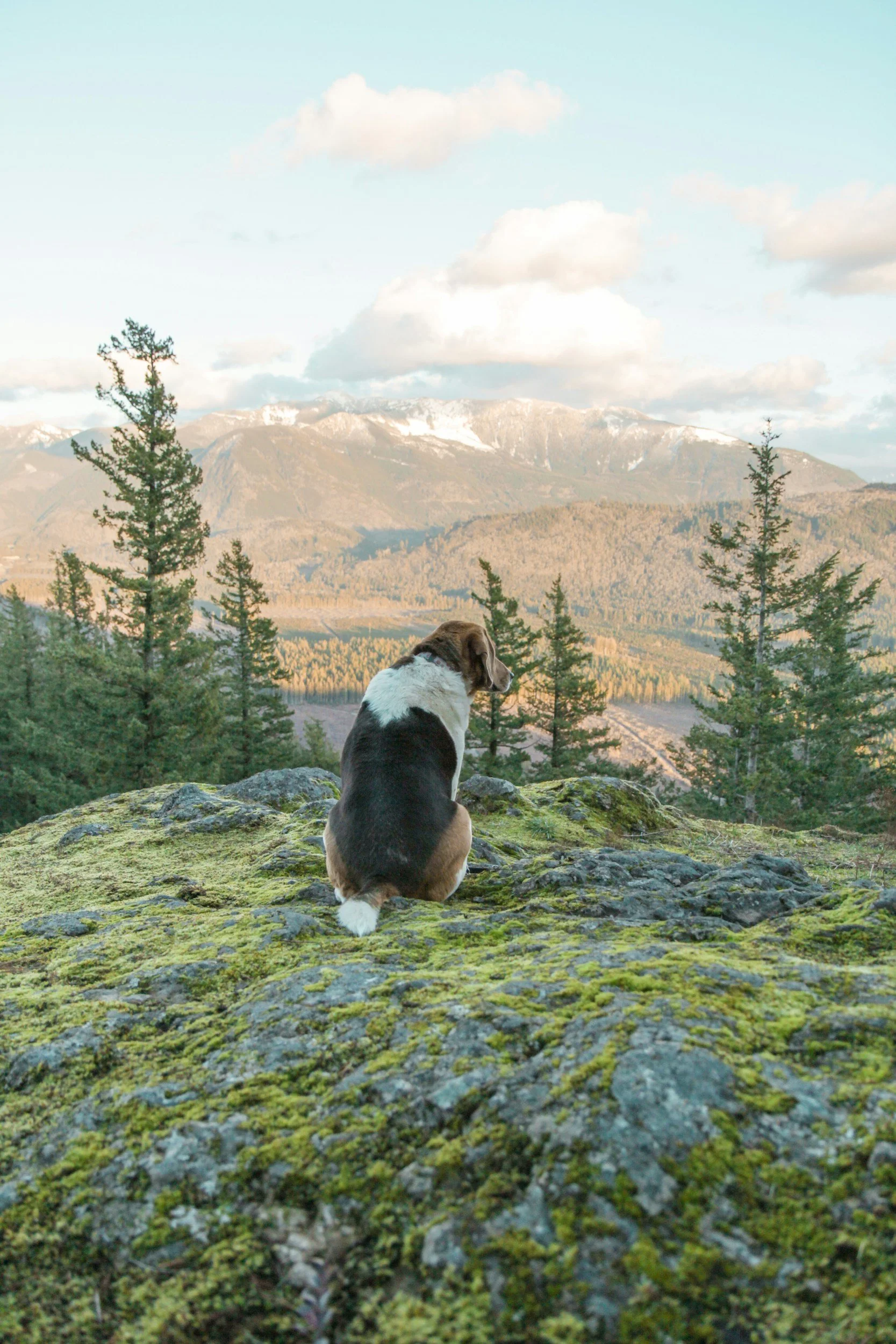 A dog sitting on a moss-covered rock topped with moss and small plants, gazing out at a mountainous landscape with evergreen trees, distant mountains with snow, and a partly cloudy sky in the background.