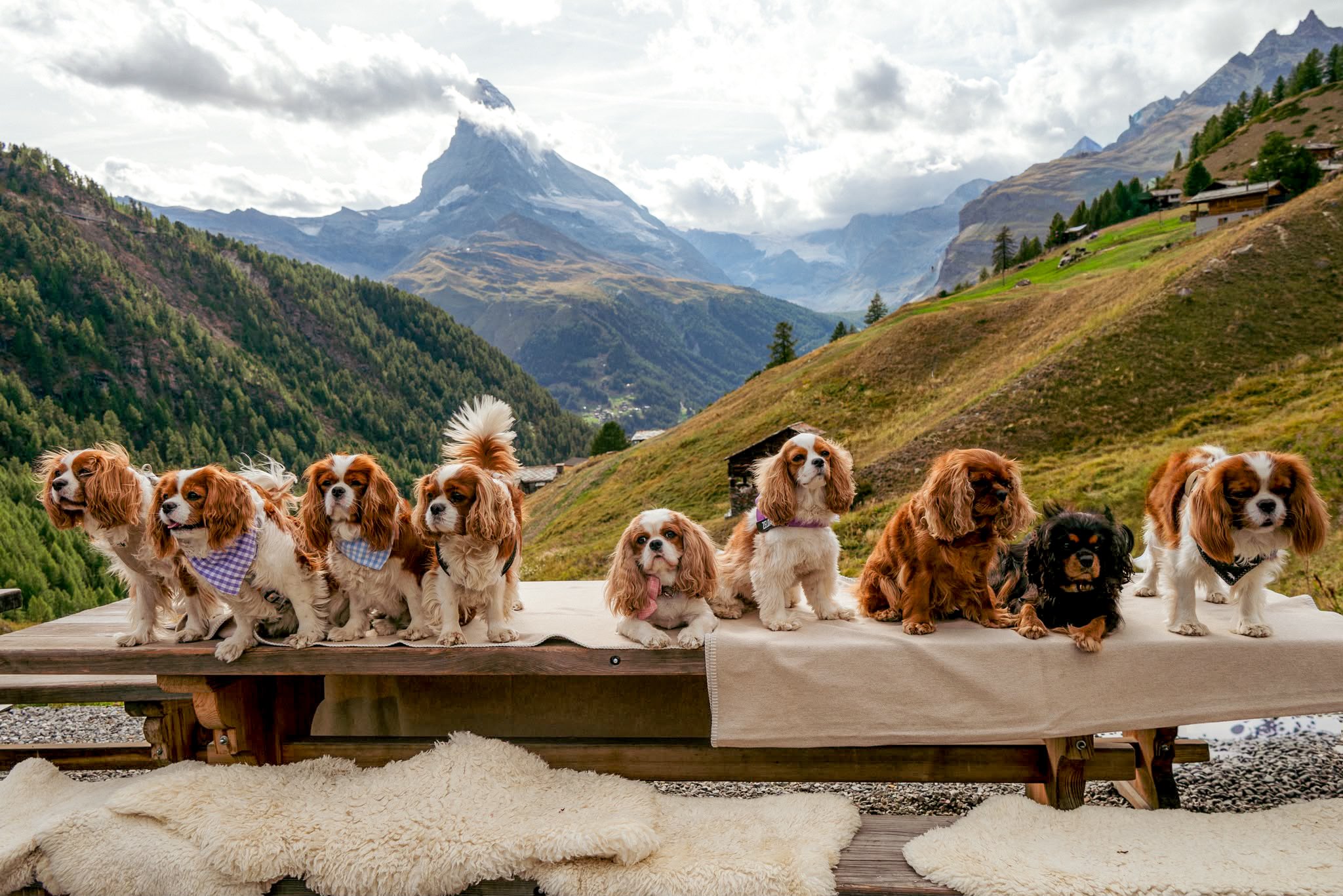 Cloud9 Paws & Peaks Cover Picture 3.JPG