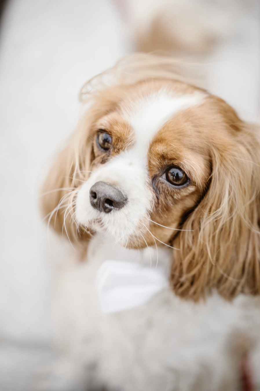 Close-up of a Cavalier King Charles Spaniel with brown and white fur and a white bow tie