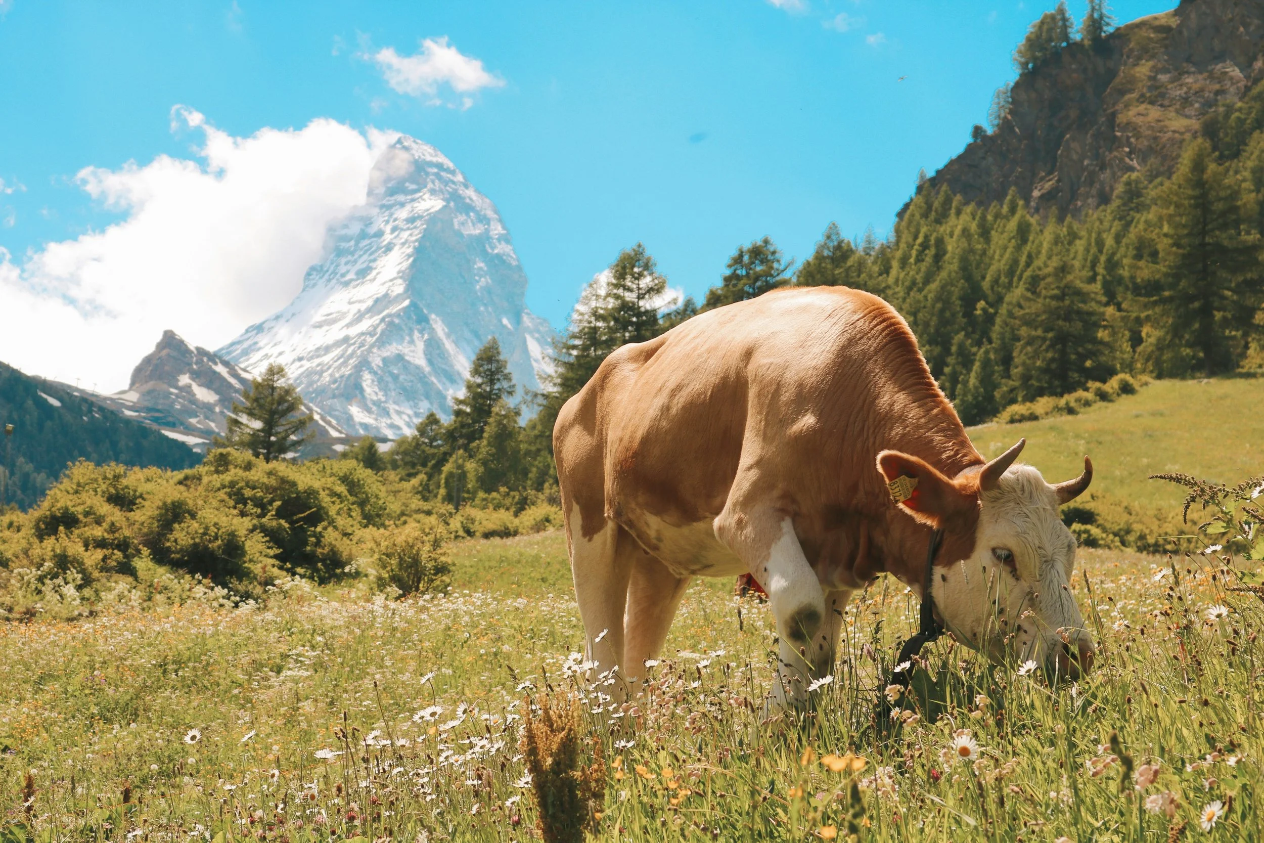 A brown and white cow grazing in a field of wildflowers with a snow-capped mountain and green pine trees in the background.