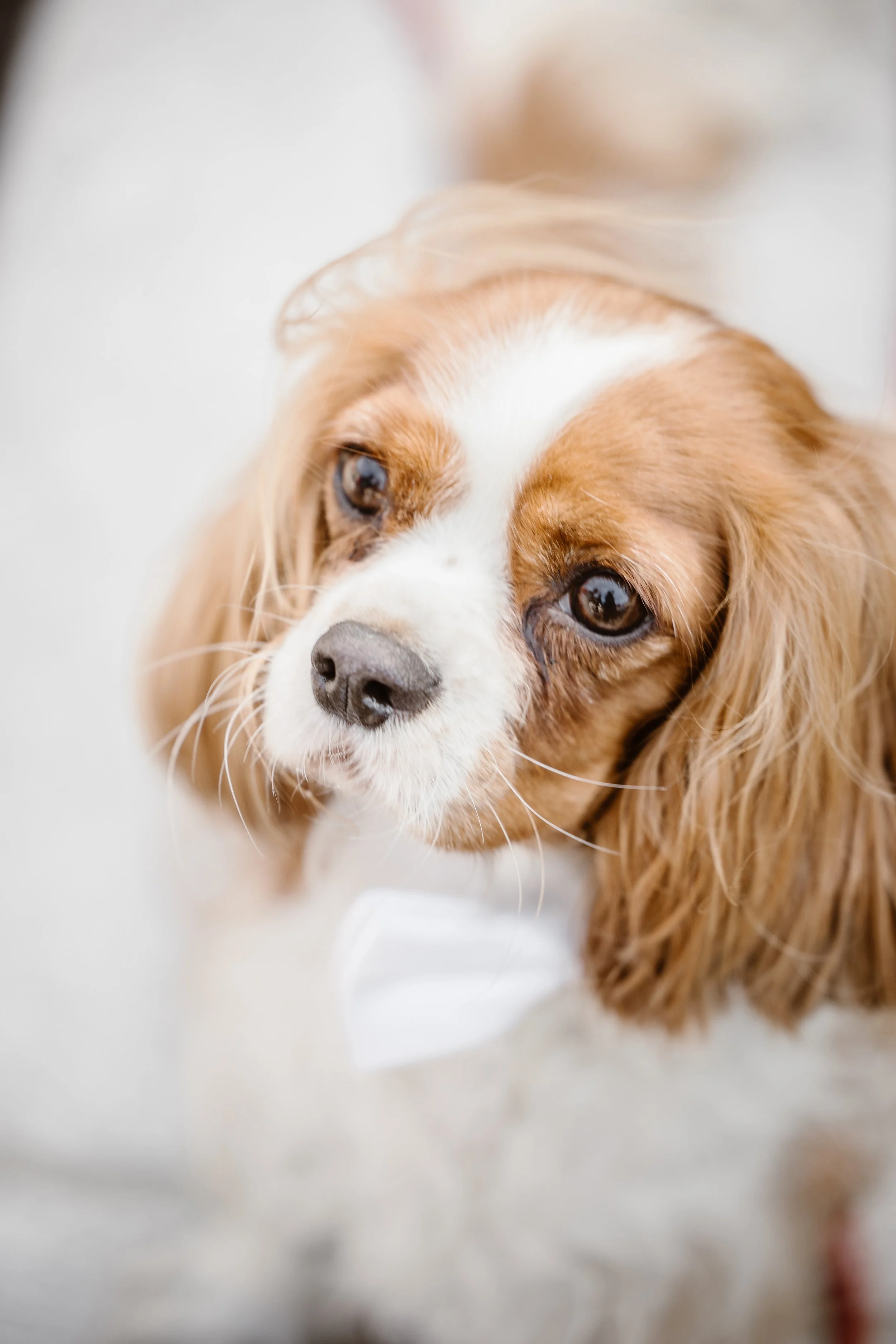 Close-up of a Cavalier King Charles Spaniel dog with brown and white fur, looking slightly to the side.