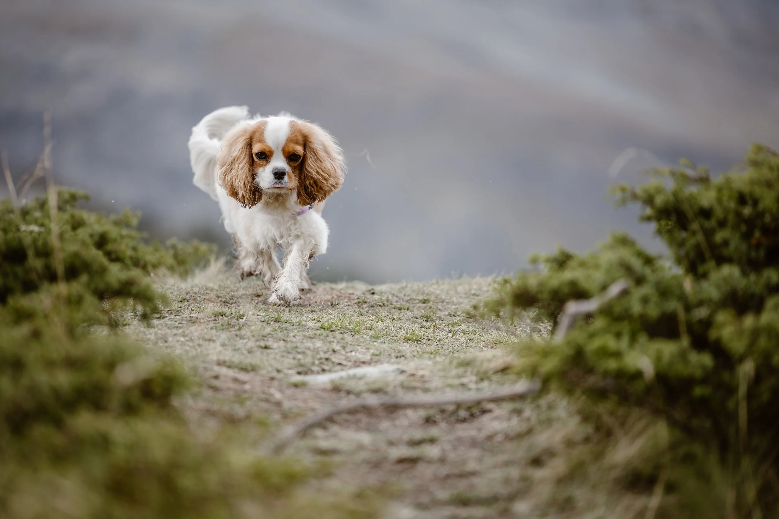 Cavalier-Zermatt-wildsoulsunited-170.jpg