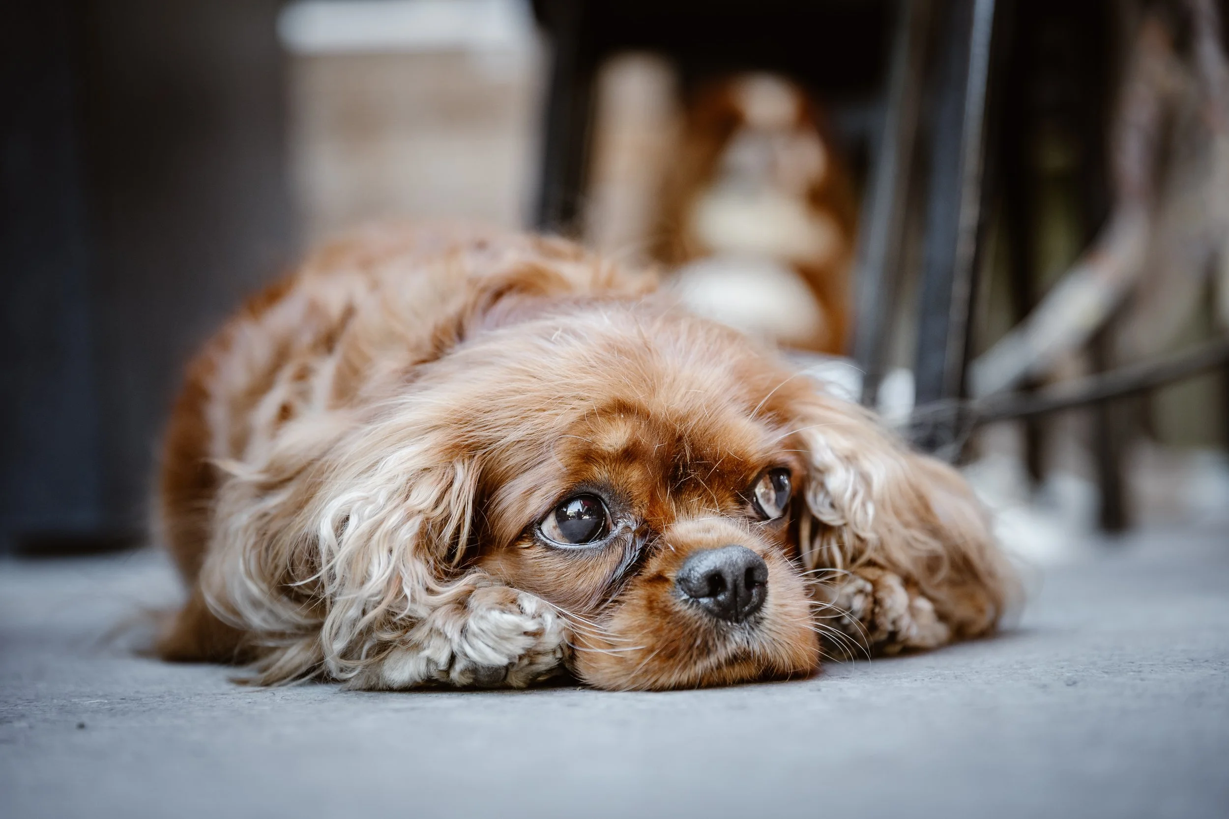 Cavalier-Zermatt-wildsoulsunited-9.jpg