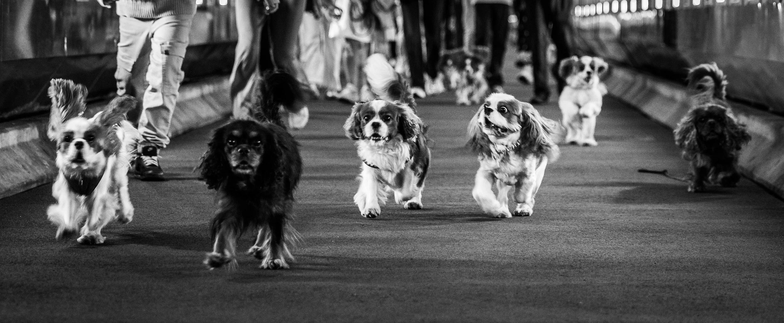 Cavalier-Zermatt-wildsoulsunited-60.jpg