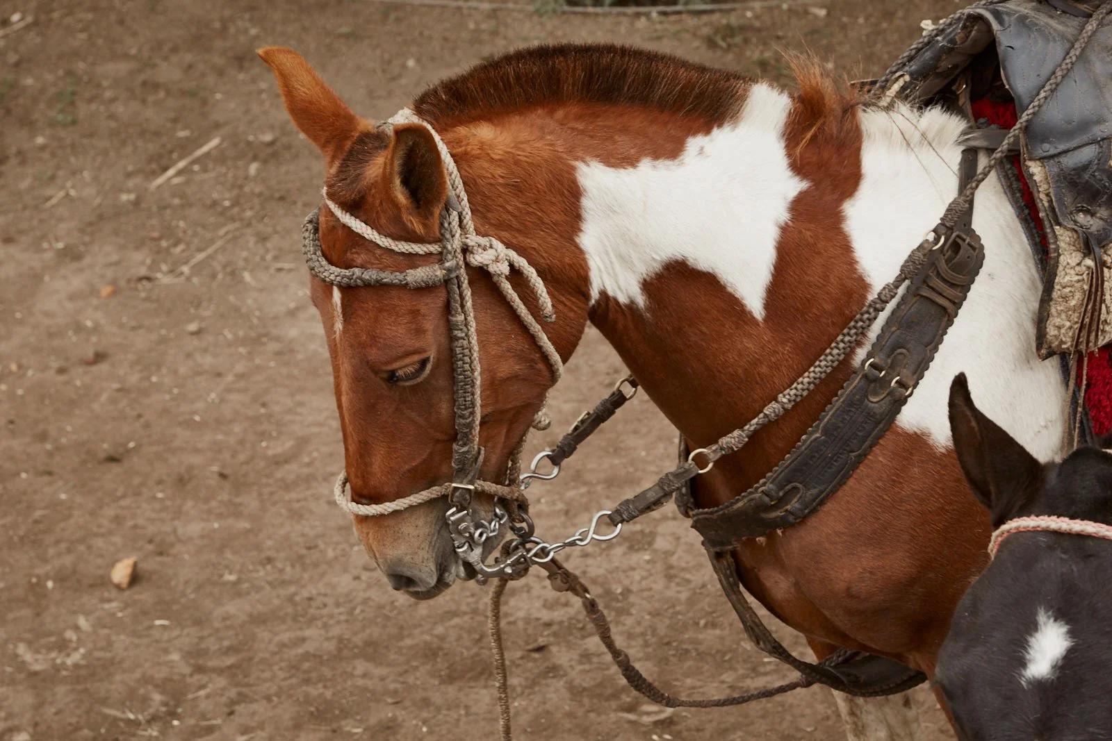 Horses_ecuador__DP_0410.jpg
