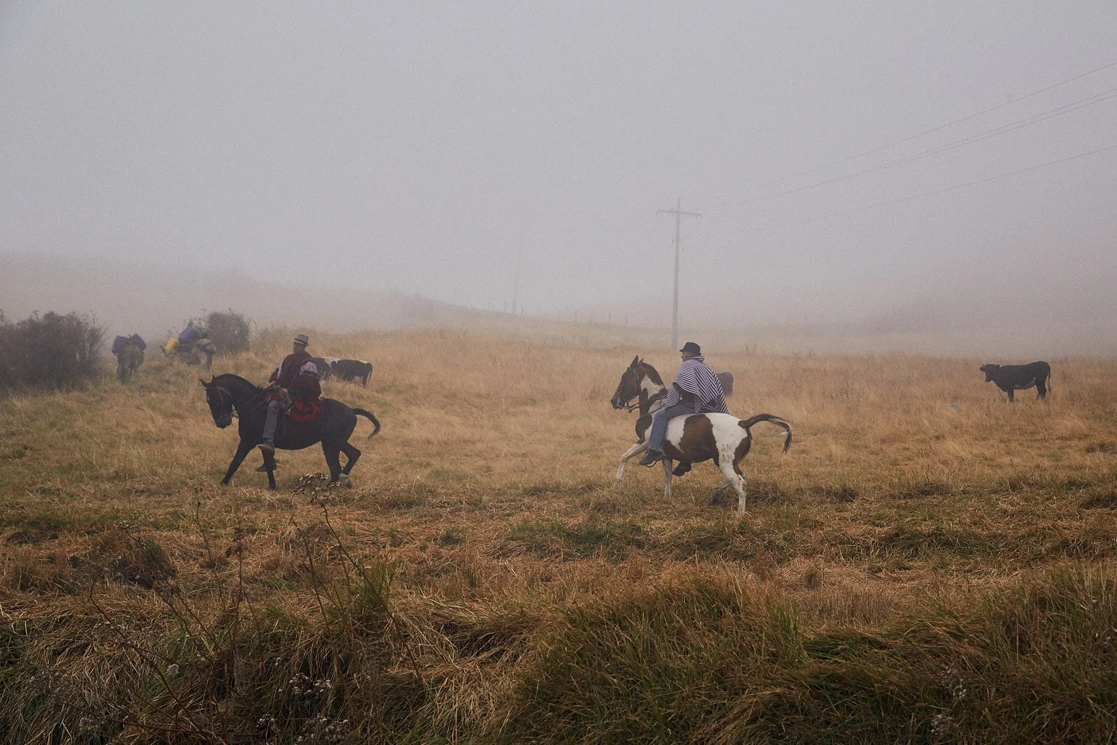Horses_ecuador__DP_0023.jpg