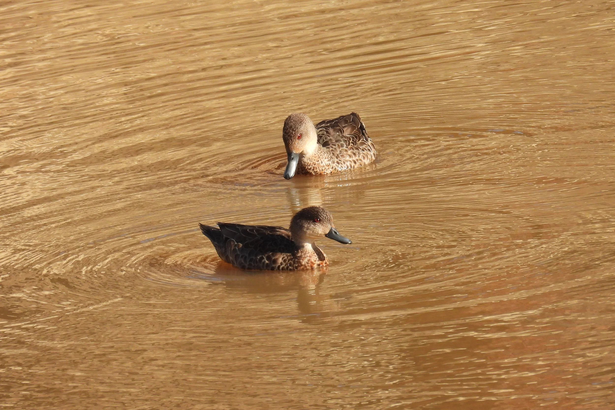 C Paterson - Grey teal in dam