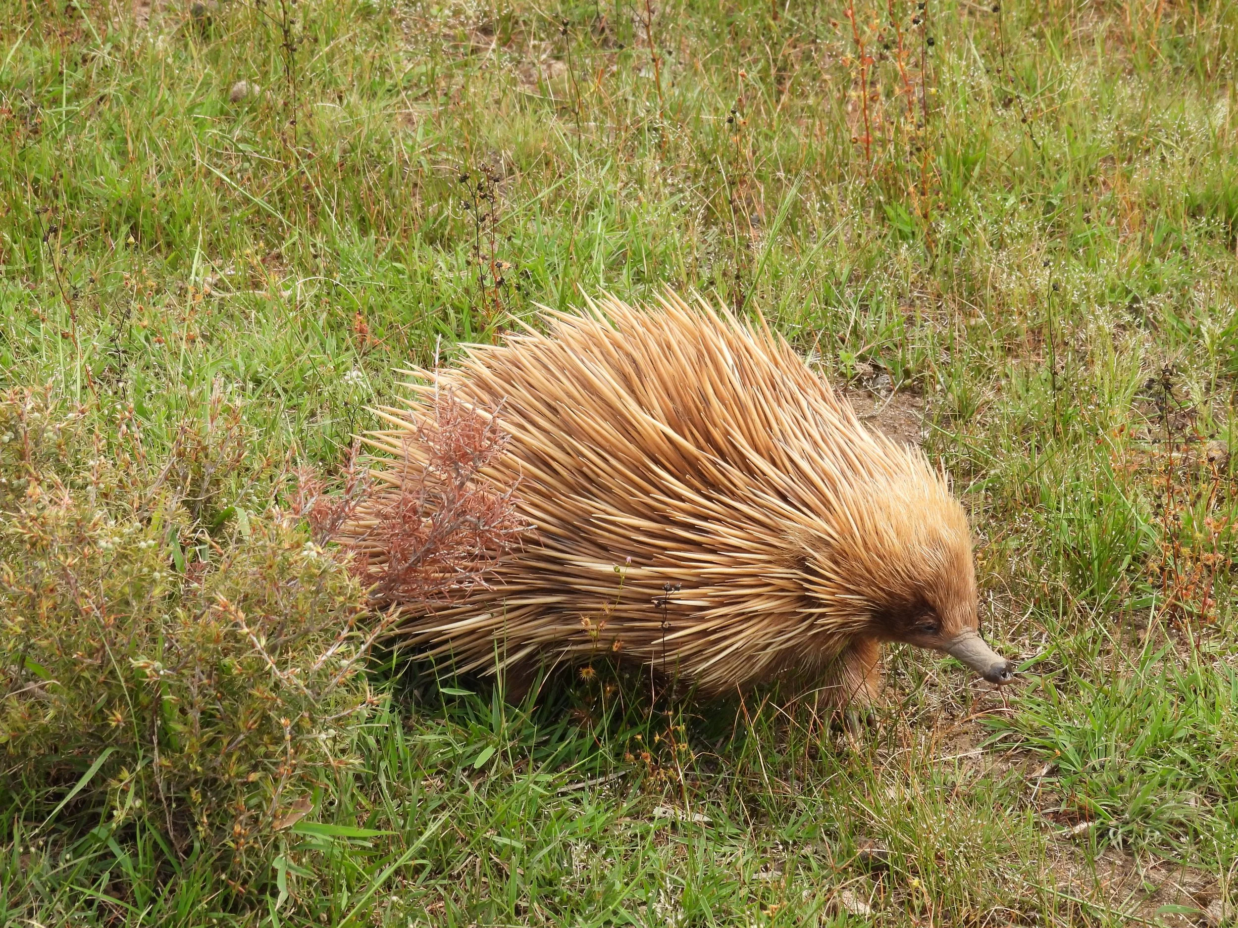 C Paterson - KI Echidna in open grassland