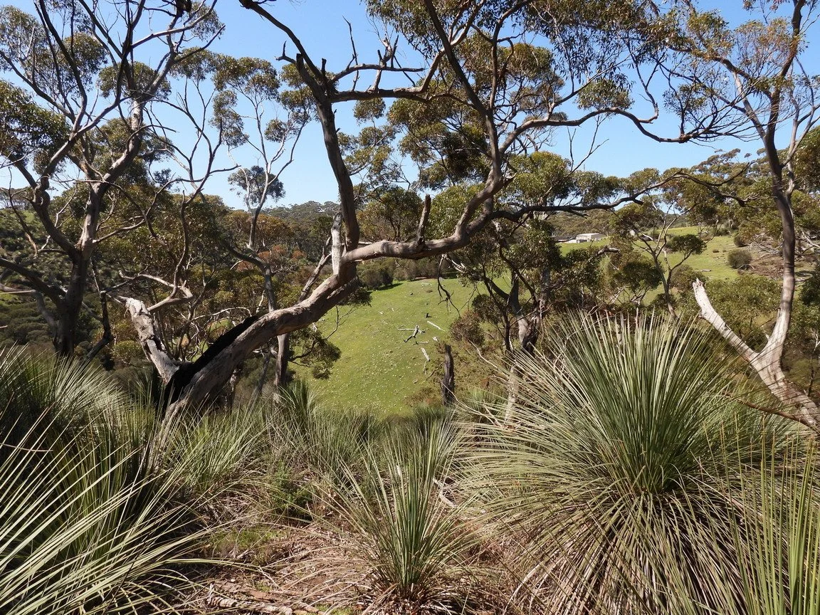 C Paterson - Above third gully on north side on axe-handle track looking south east.