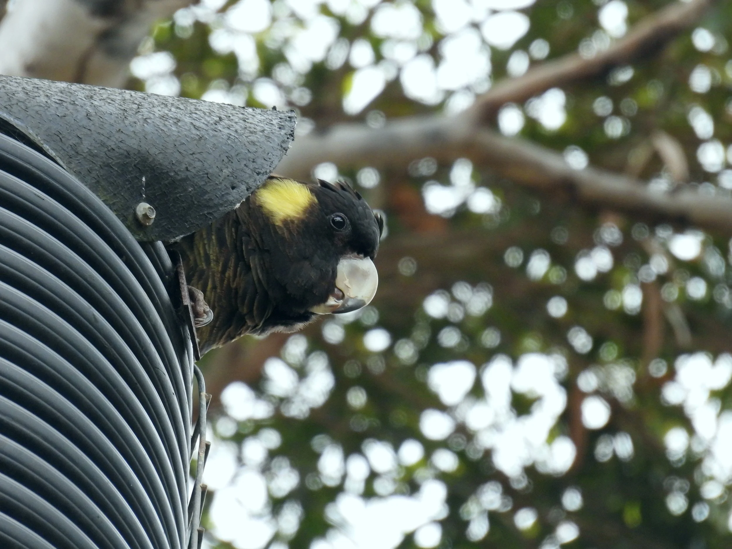 C Paterson - Yellow-tailed Black Cockatoo female nesting