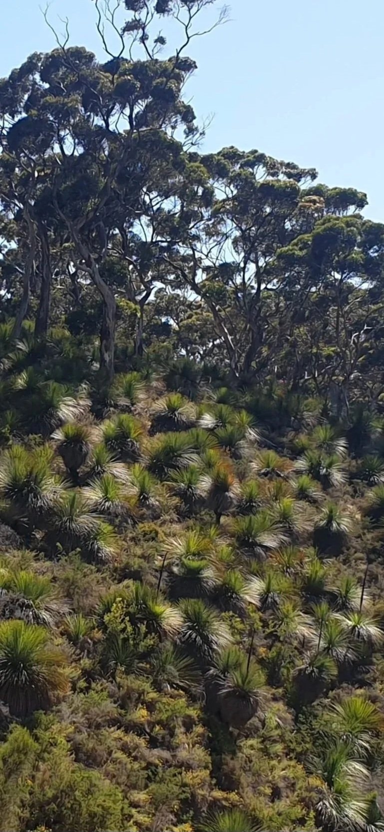 A rugged hillside filled with grass trees and other plants, topped with sparse trees against a bright blue sky.