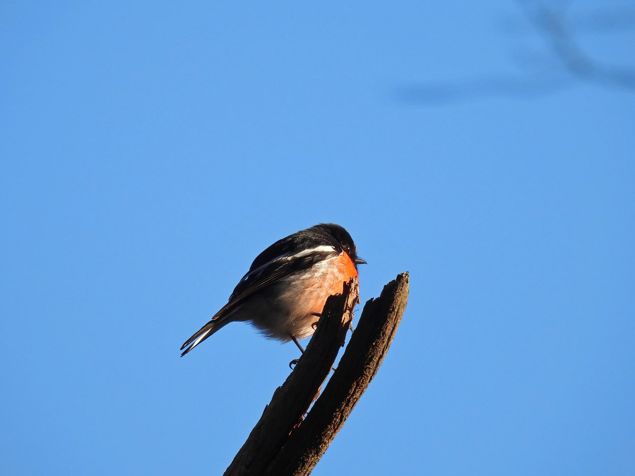 C Paterson - Scarlet Robin on dead Cupgum