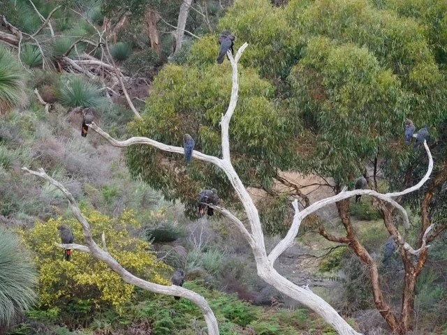 Glossy-Black Cockatoos perched on the branches of a gum tree in a natural environment with green foliage.