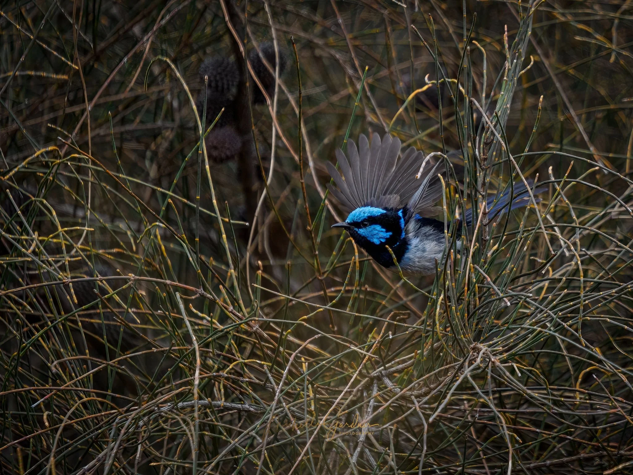 M Gardiner - Superb Fairy Wren