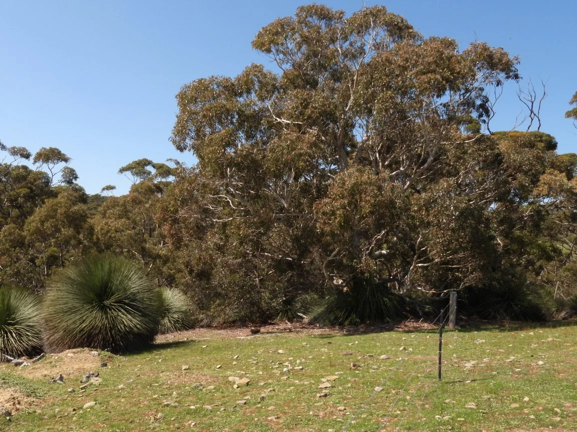 C Paterson - Mature pink gum along axe-handle track.
