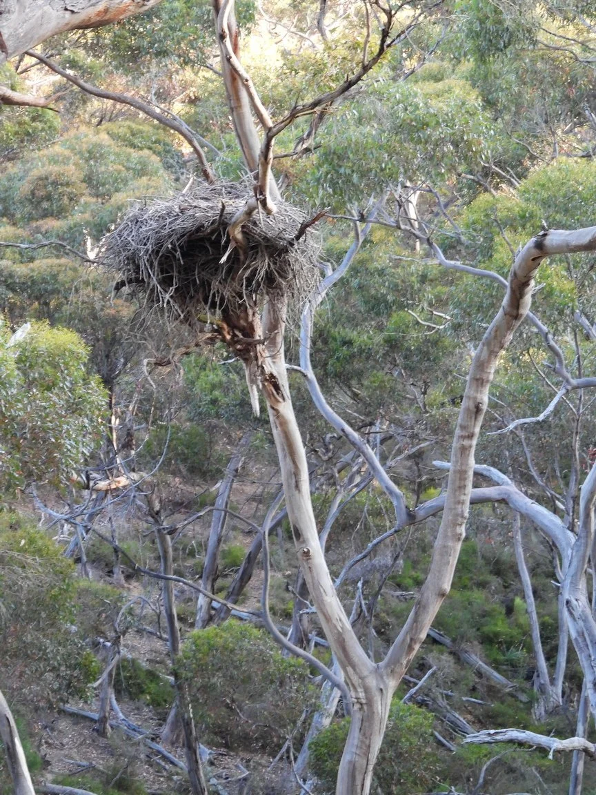C Paterson - An eagle's nest adjacent access track on north boundary.