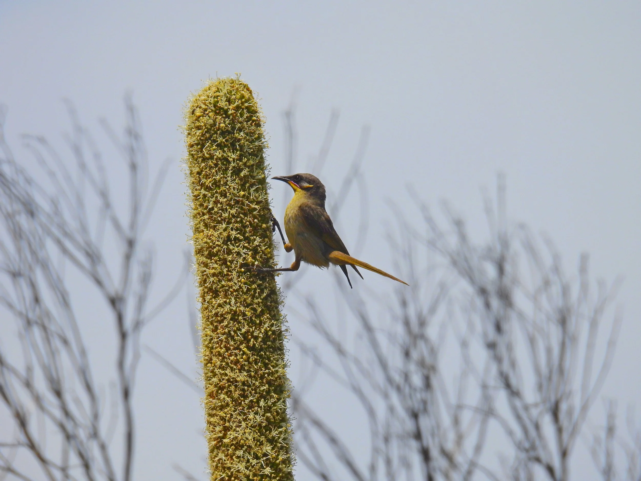 C Paterson - Purple-gaped Honeyeater on Yacca spike