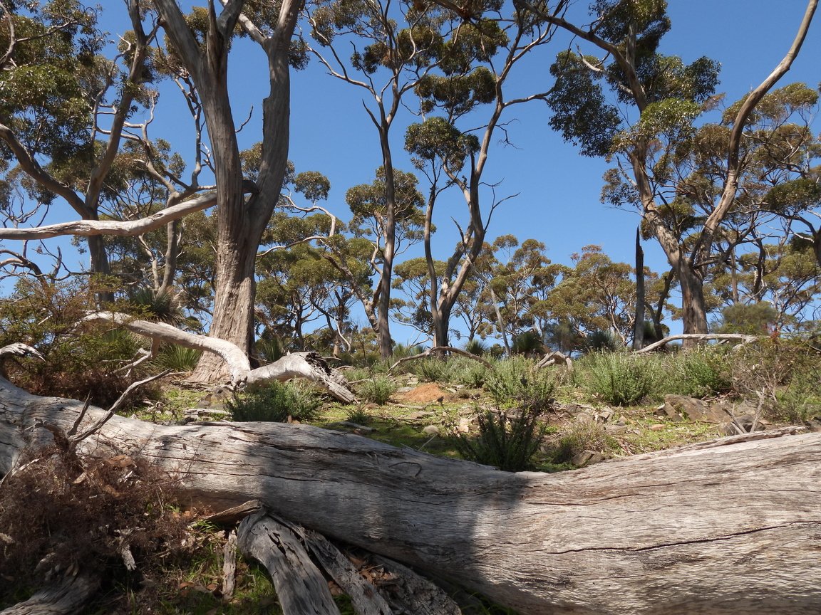 C Paterson - Above third gully on south side on axe-handle track looking south east 2.