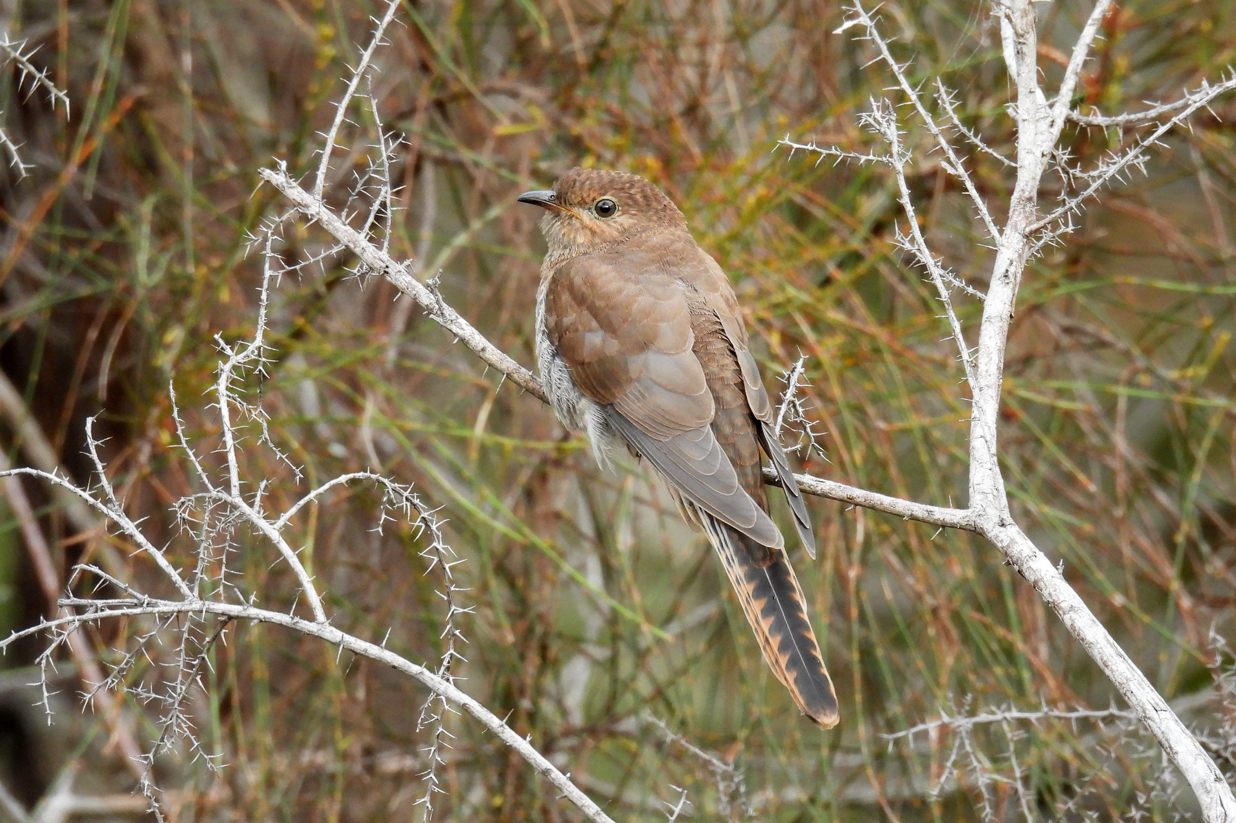 C Paterson - Fan-tailed Cuckoo on Prickly Acacia