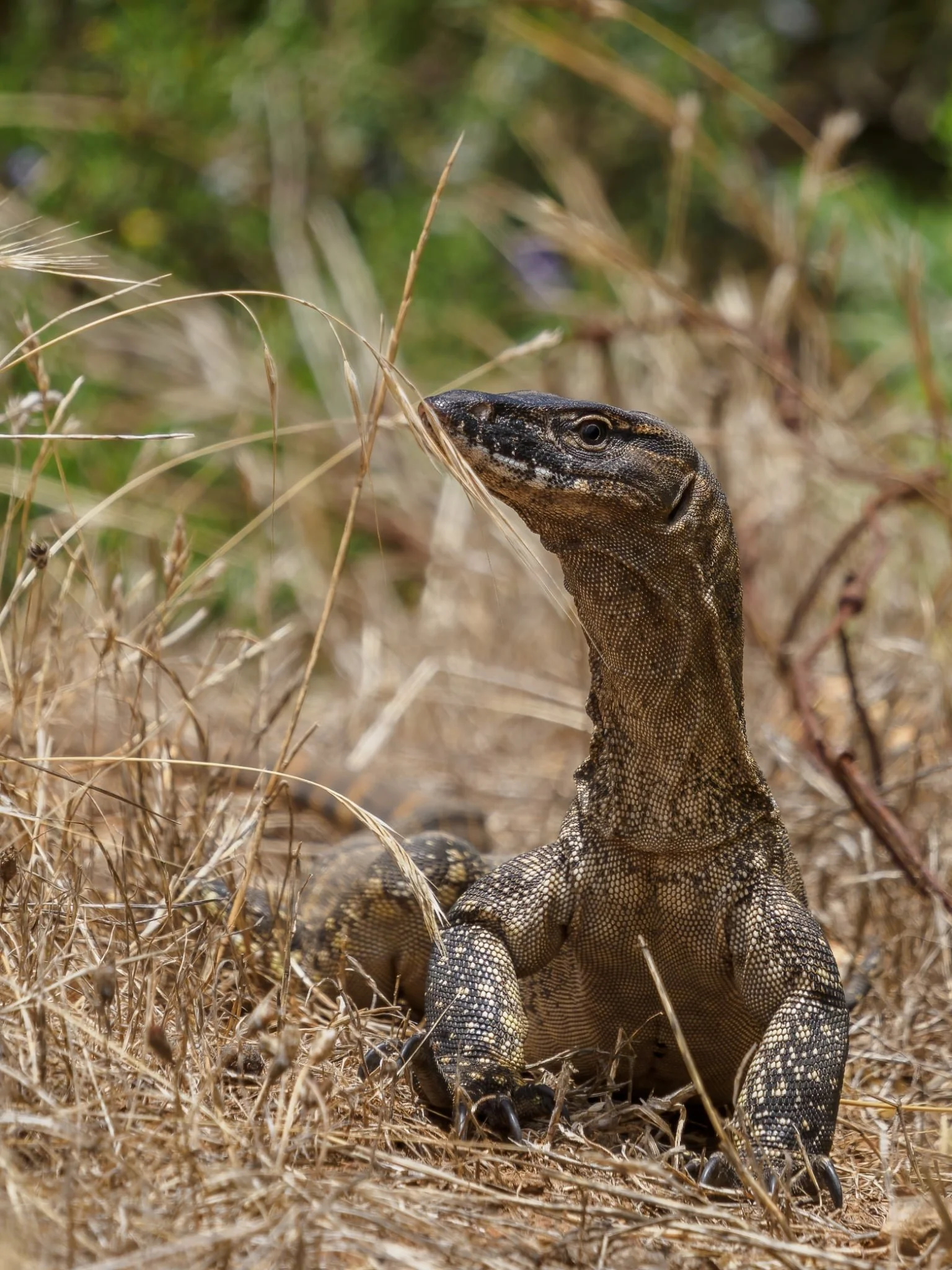 M Gardiner - Heath Goanna