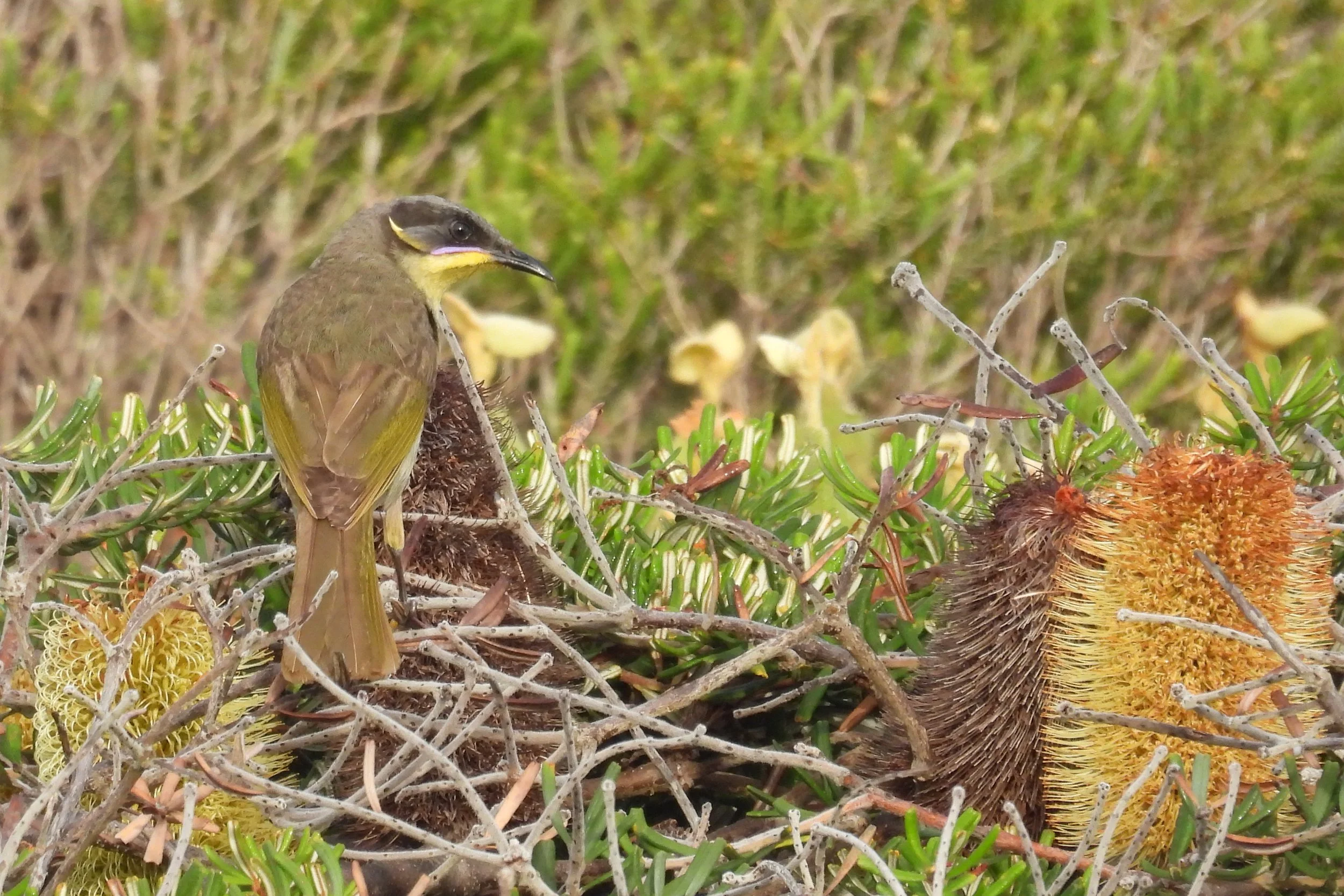 C Paterson - purple-gaped honeyeater on silver banksia