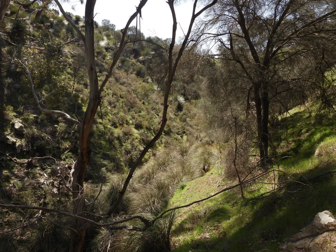 C Paterson - Third gully above creek showing terrain on axe-handle track.