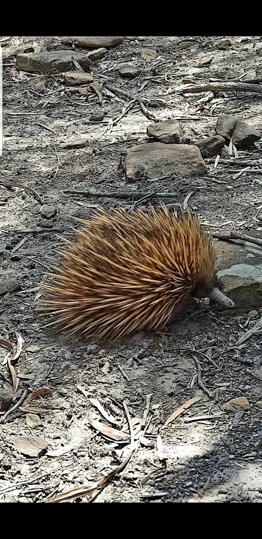 A KI echidna, on a dirt ground with rocks and dry sticks scattered around.