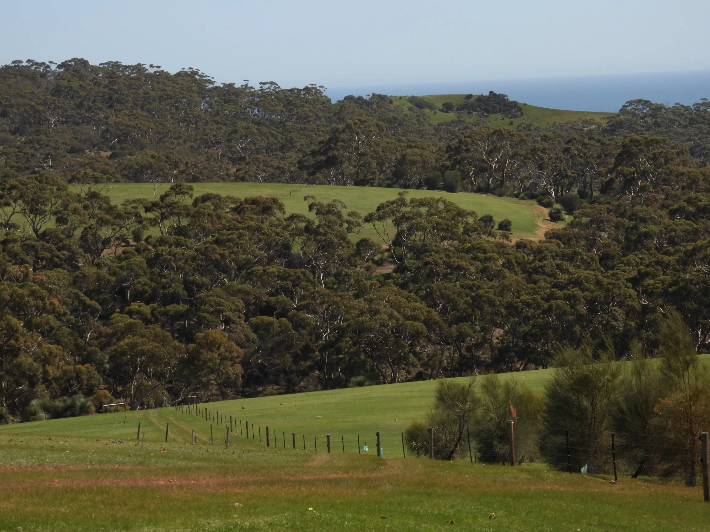 C Paterson - Boundary fence showing two vegetated gullies on axe-handle access track.