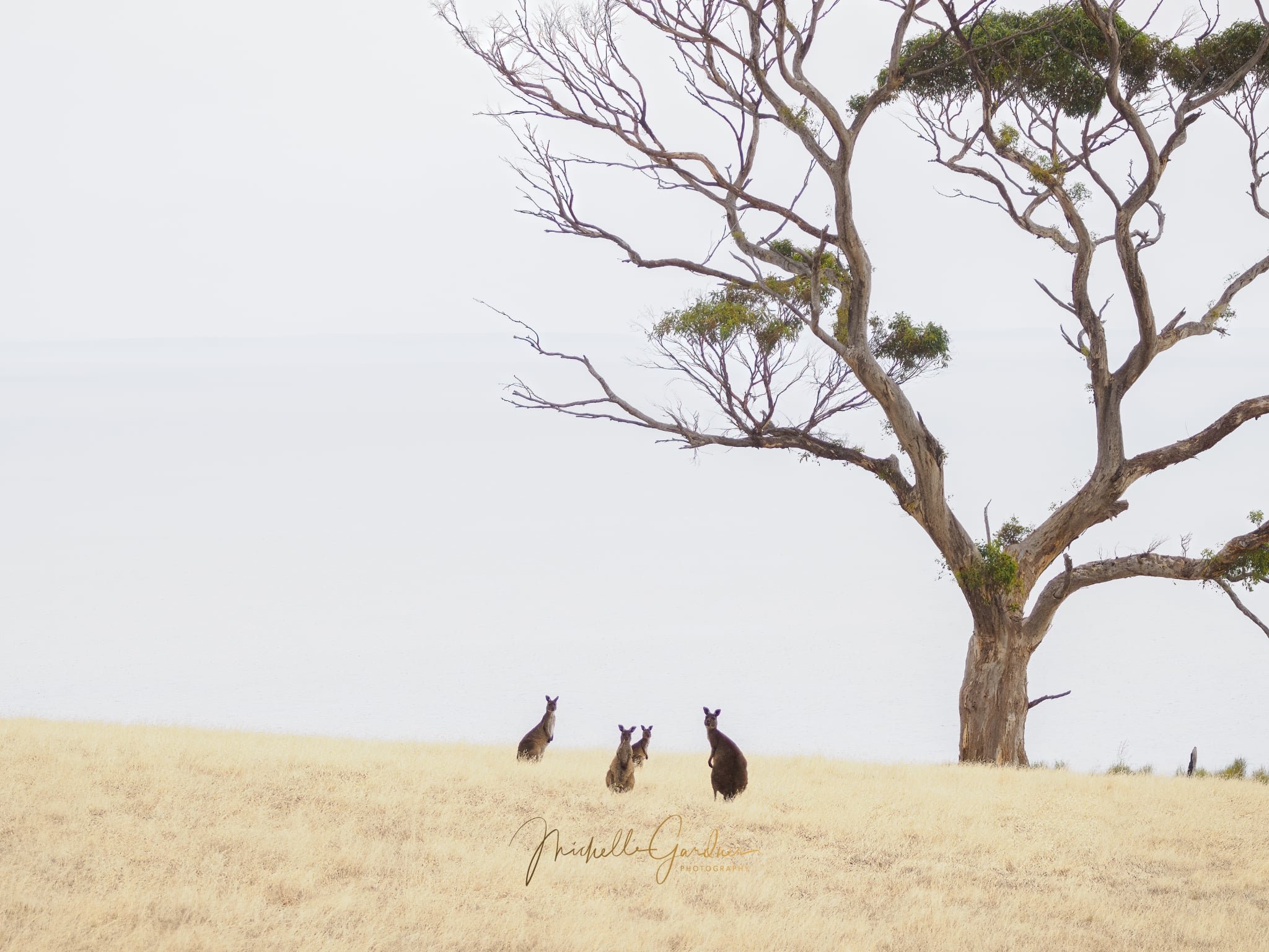 M Gardiner - kangaroos and mature gum