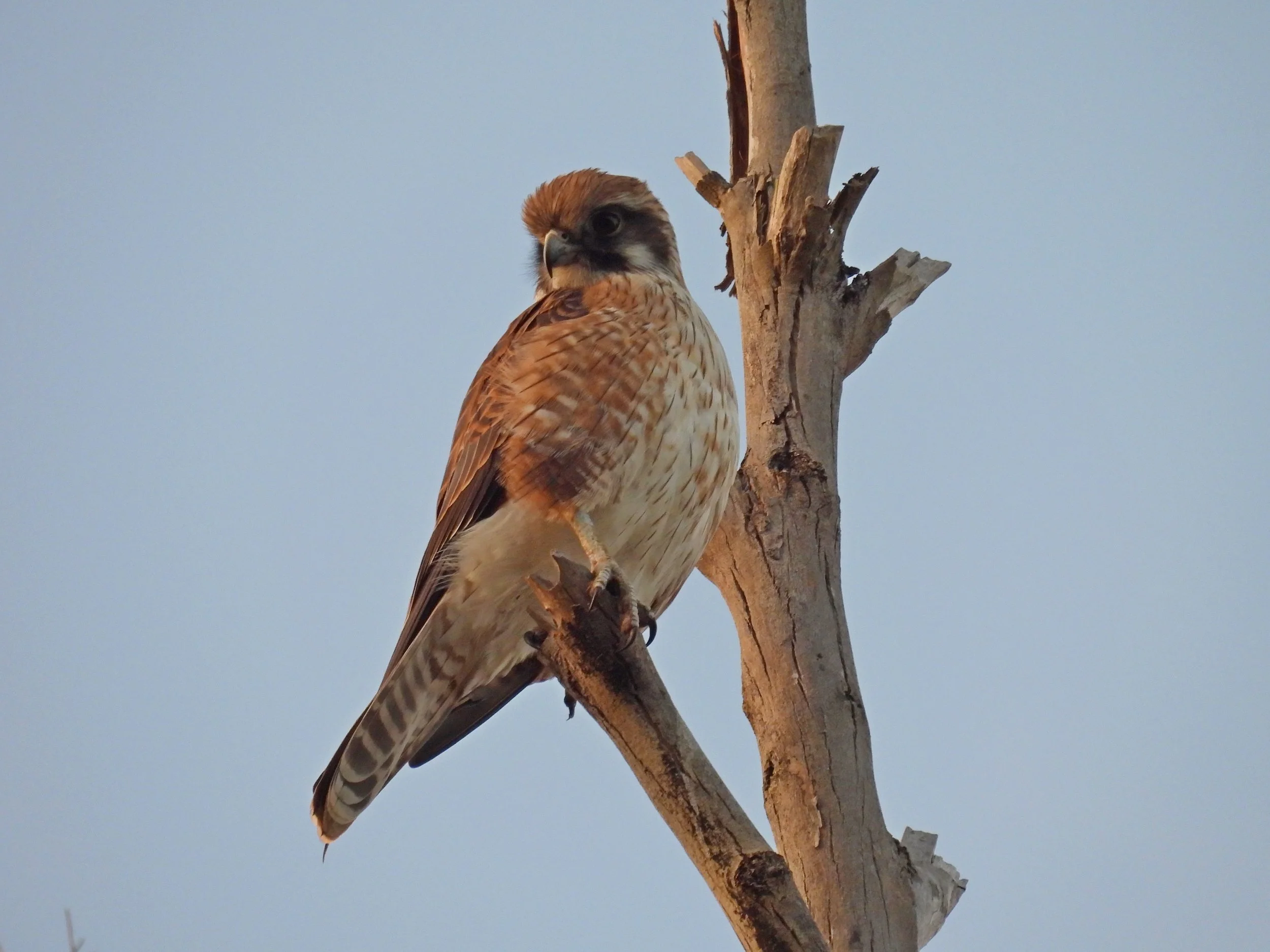 C Paterson - Brown falcon on dead tree